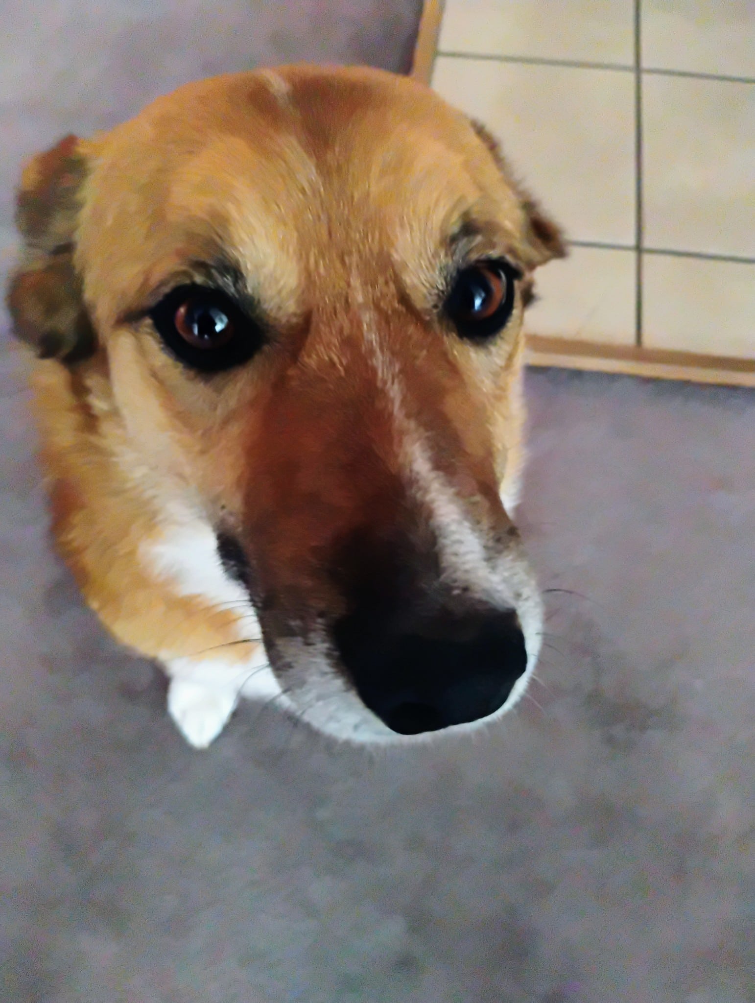 Torrance County Animal Shelter - McIntosh, NM