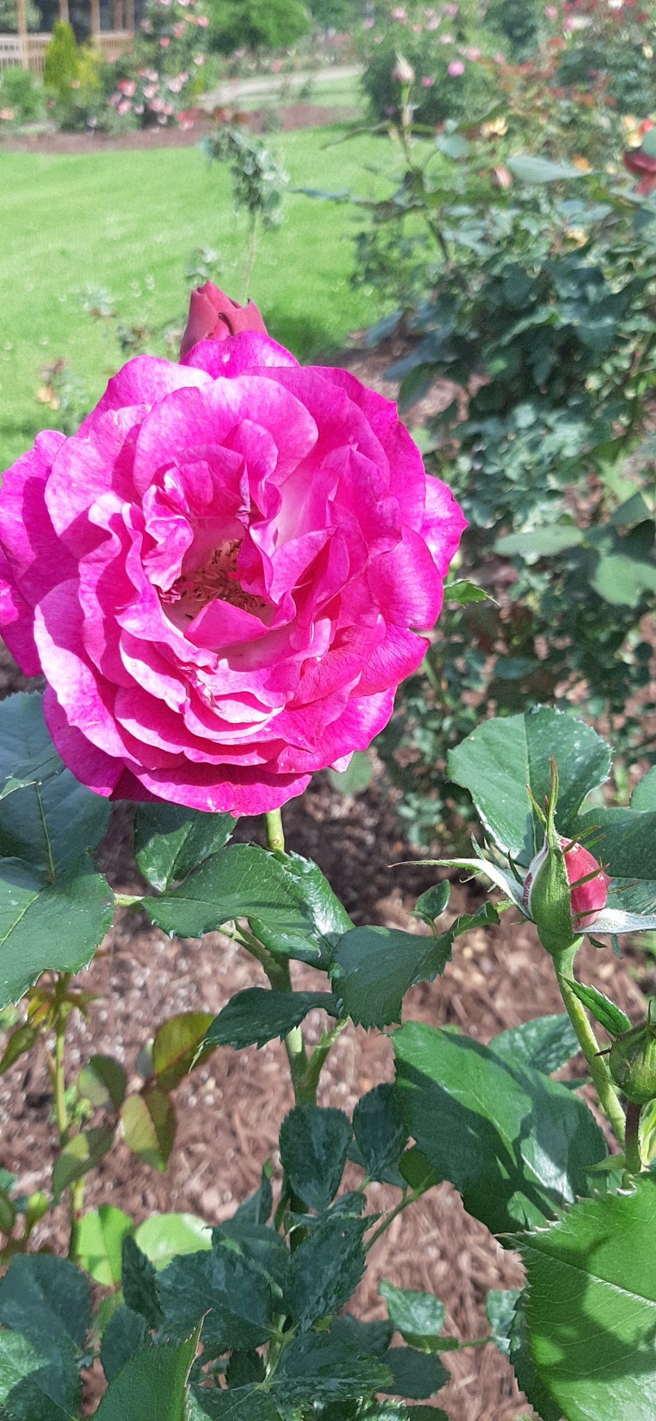 Renziehausen Park - McKeesport, PA