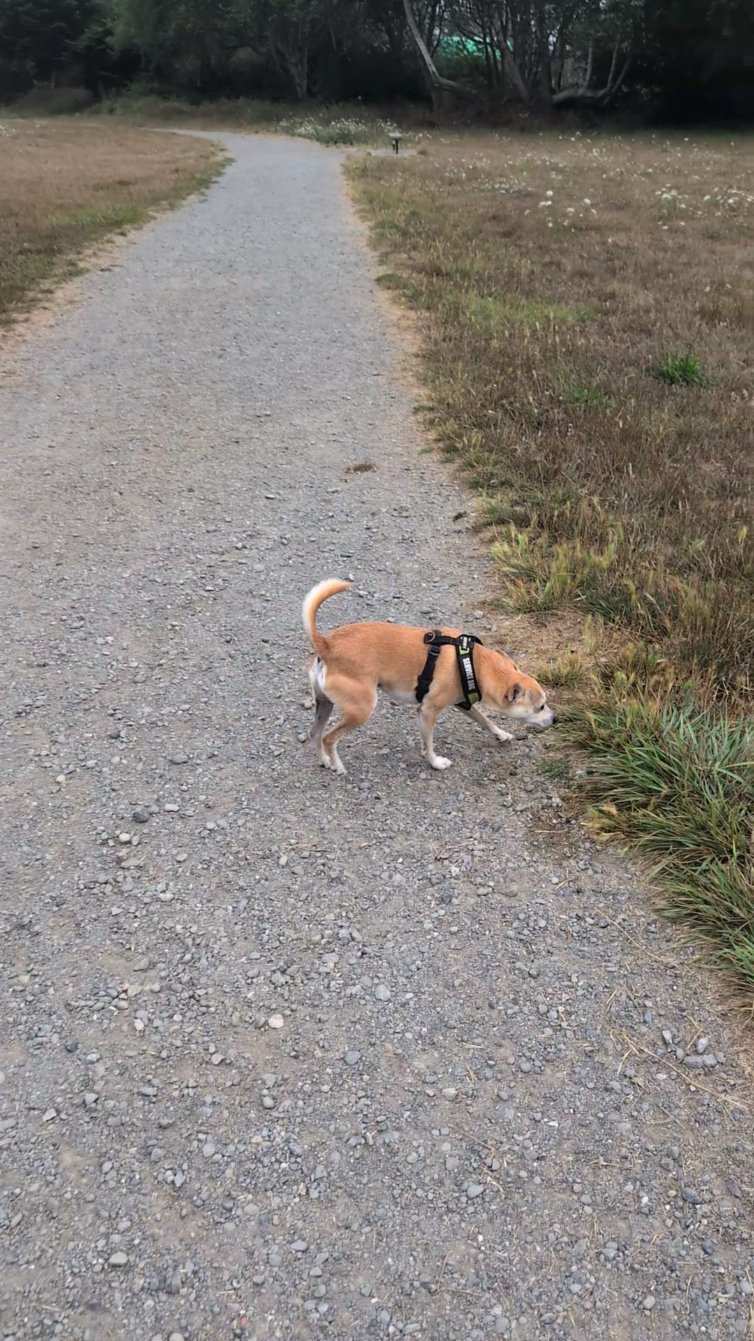 McKinleyville dog park - McKinleyville, CA