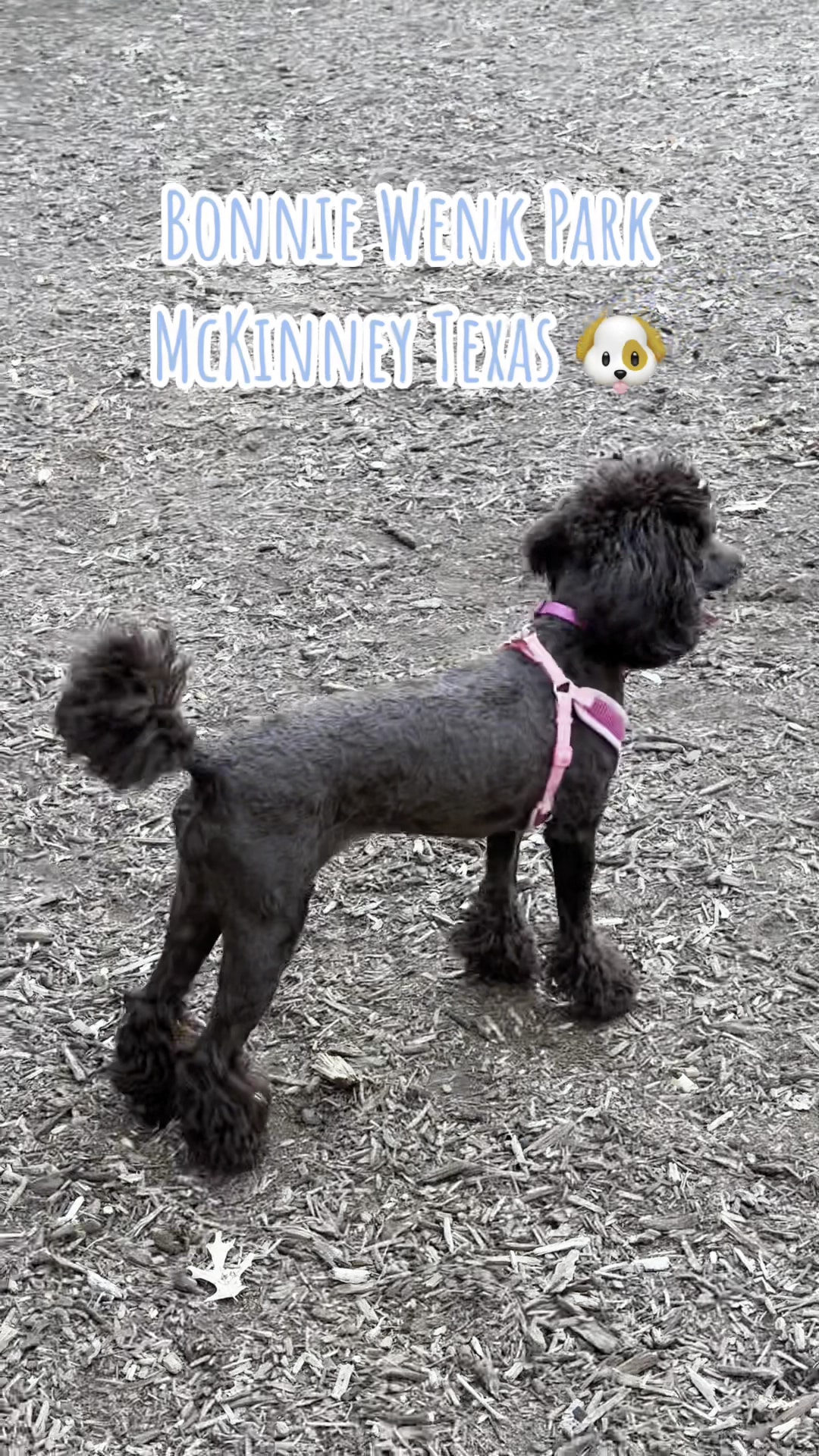 Bonnie Wenk Park Dog Park - McKinney, TX