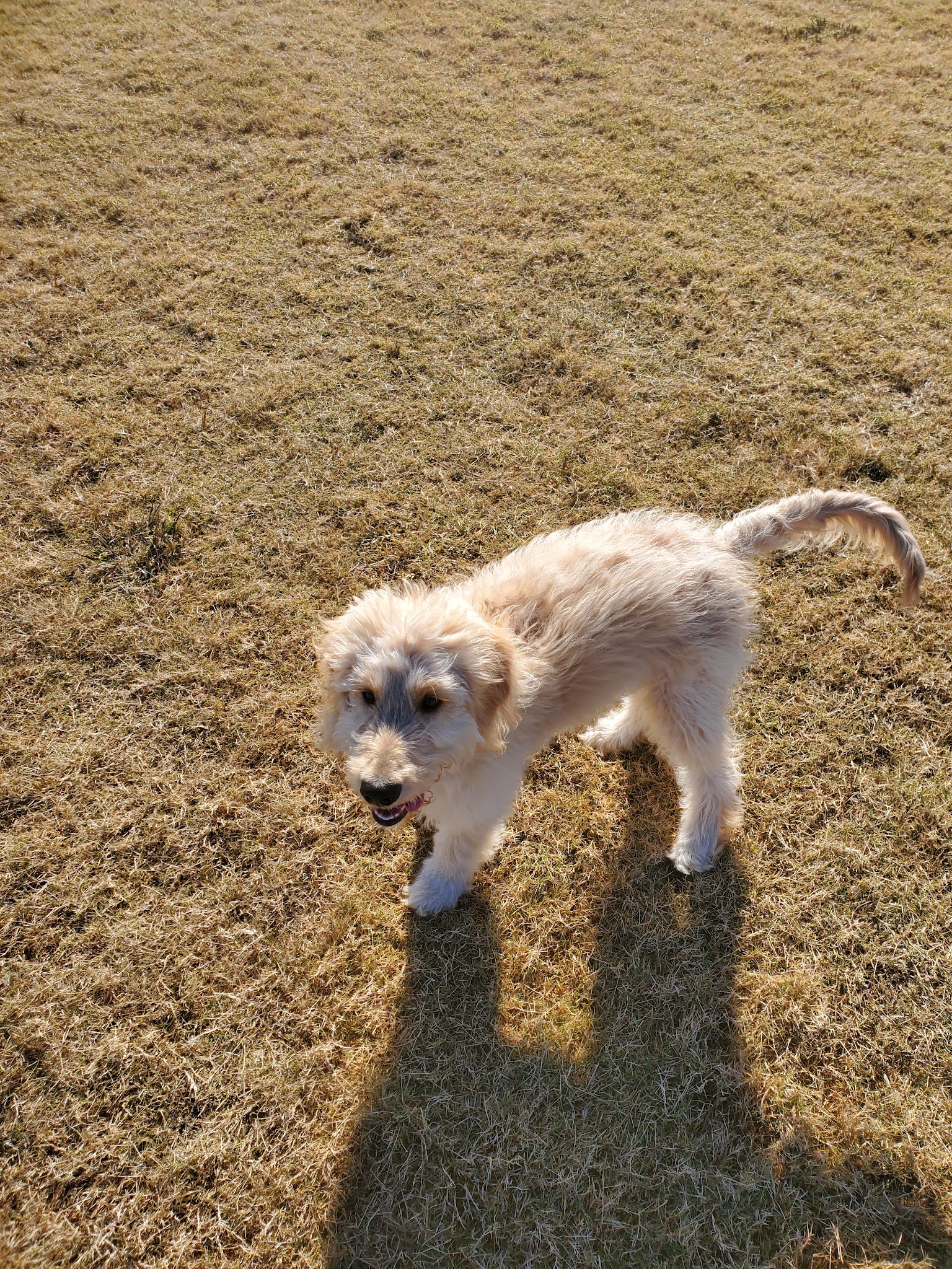 Old Joe dog Park - McKinney, TX