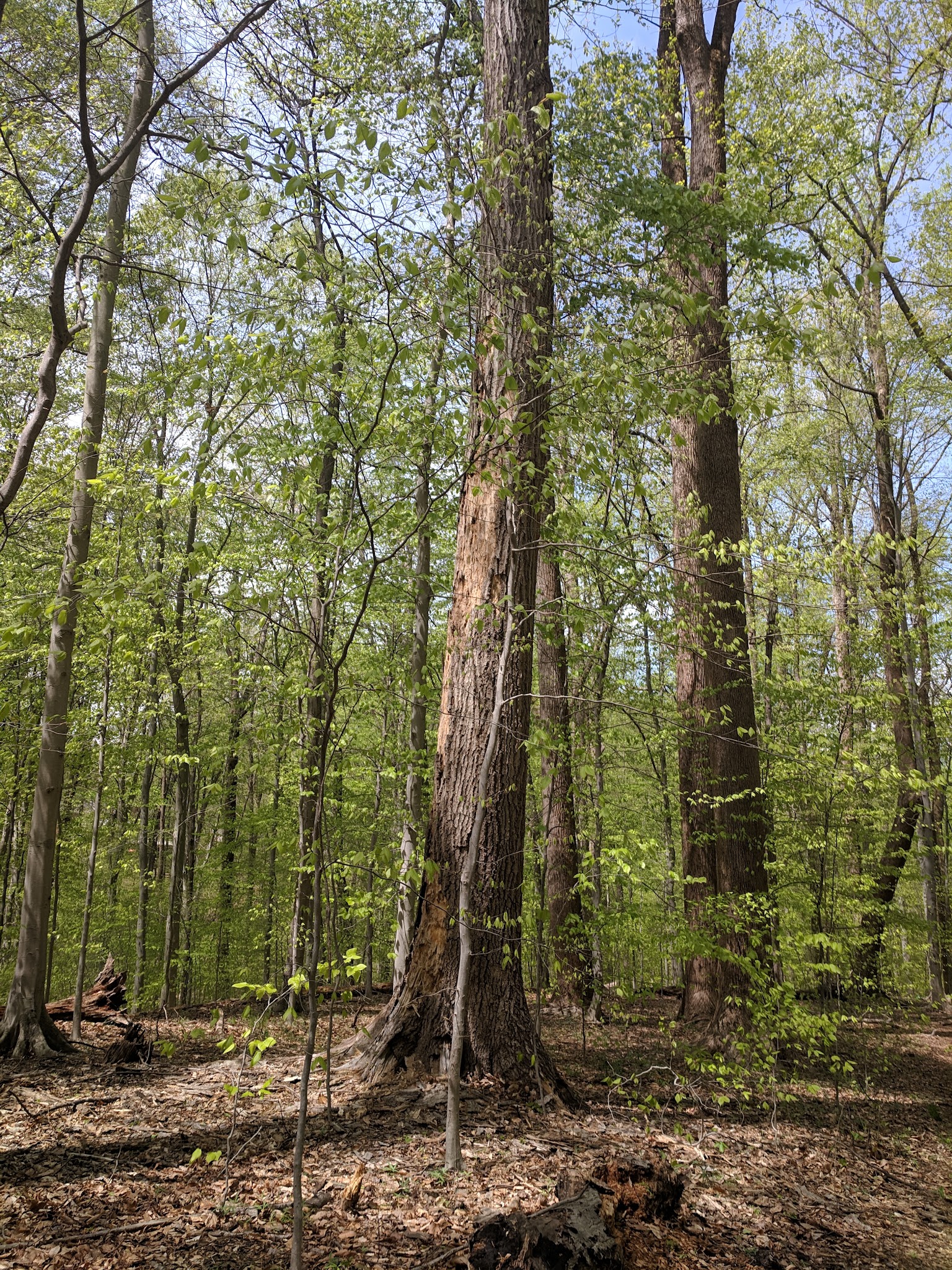 Langley Oaks Park - McLean, VA