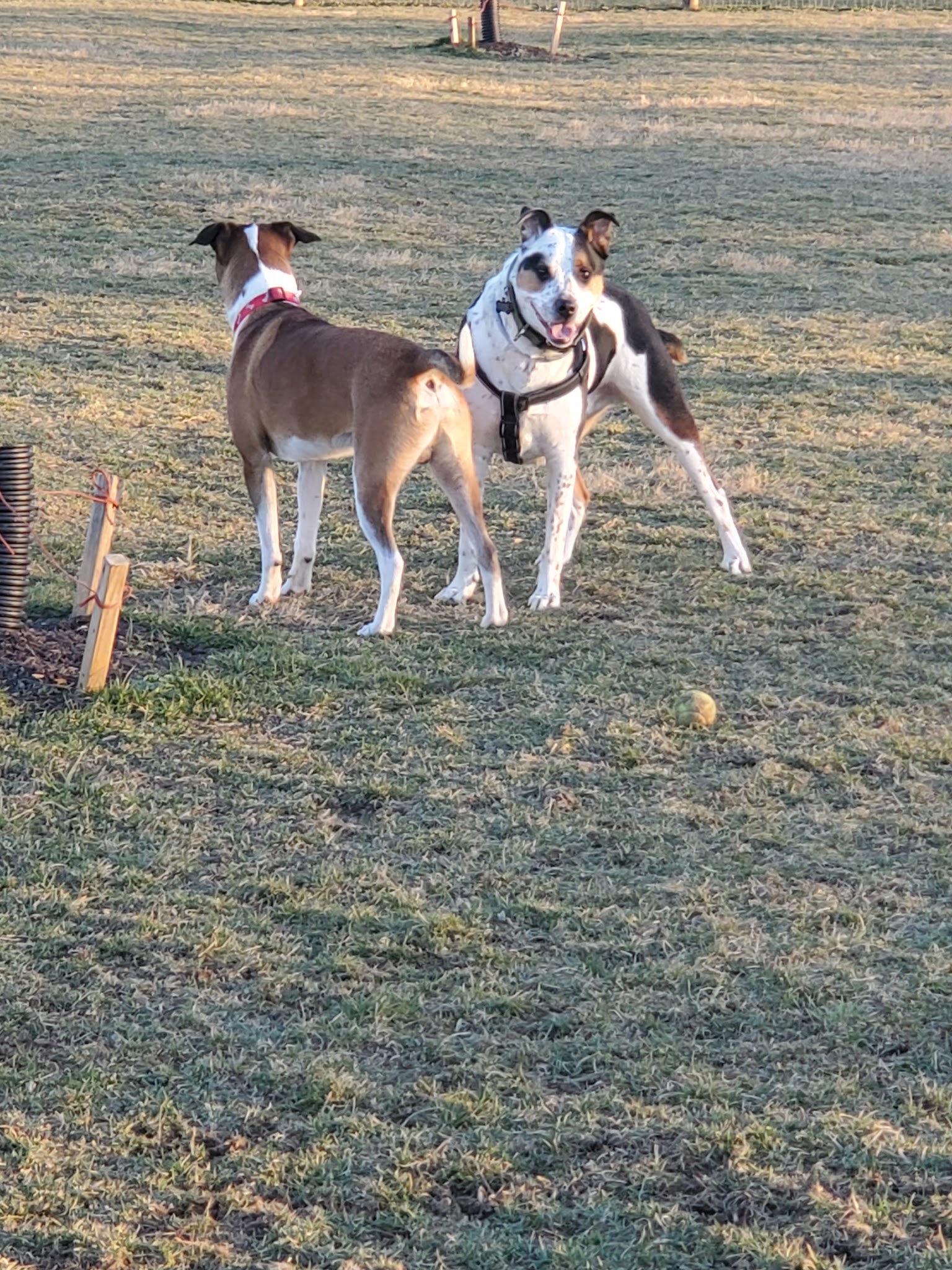 North Street Dog Park - McSherrystown, PA