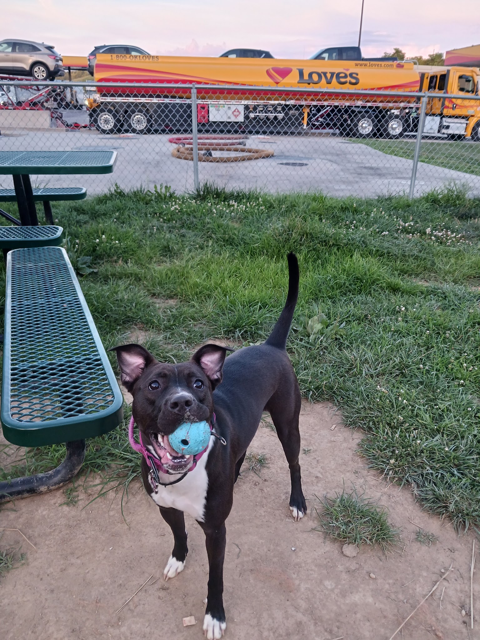 Dog Park at Love’s Travel Stops - Meadowview, VA