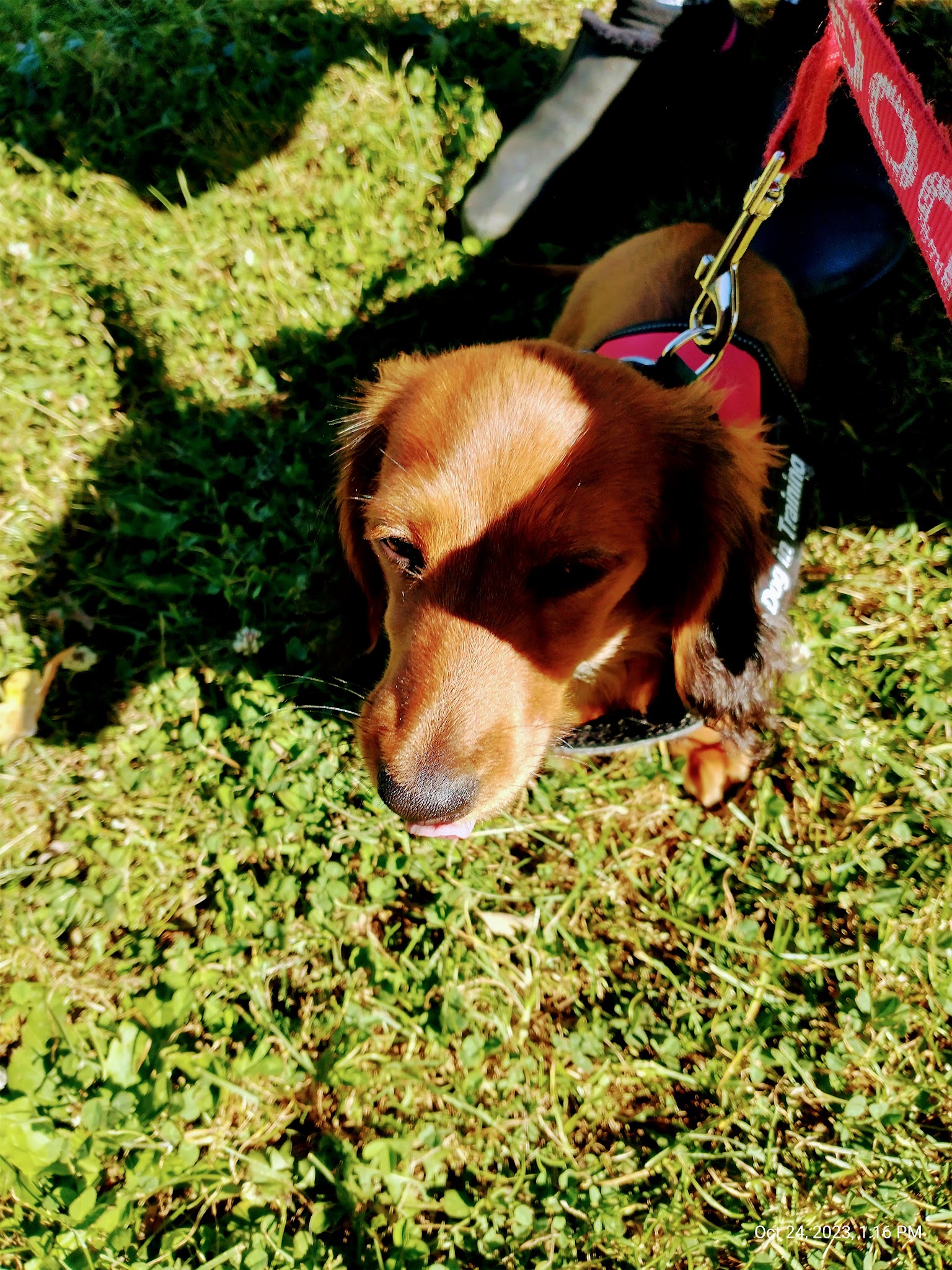 Dog Park at Love’s Travel Stops - Meadowview, VA