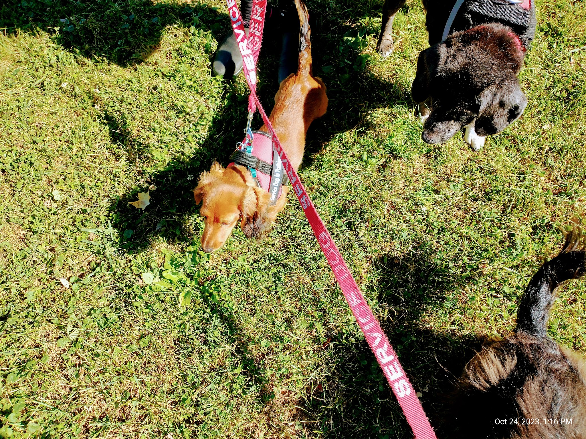 Dog Park at Love’s Travel Stops - Meadowview, VA