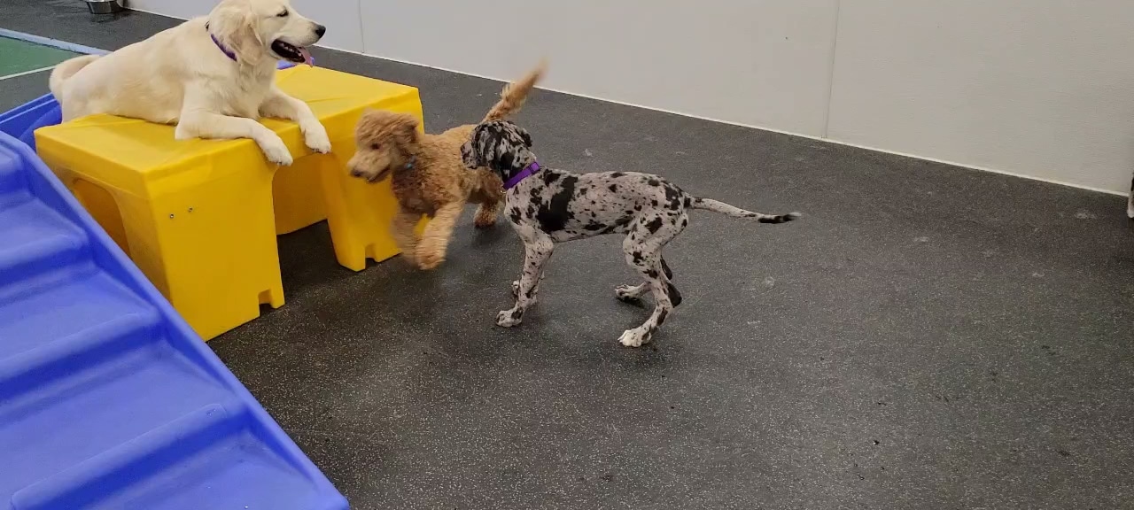 Dogtopia of Mechanicsburg - Mechanicsburg, PA