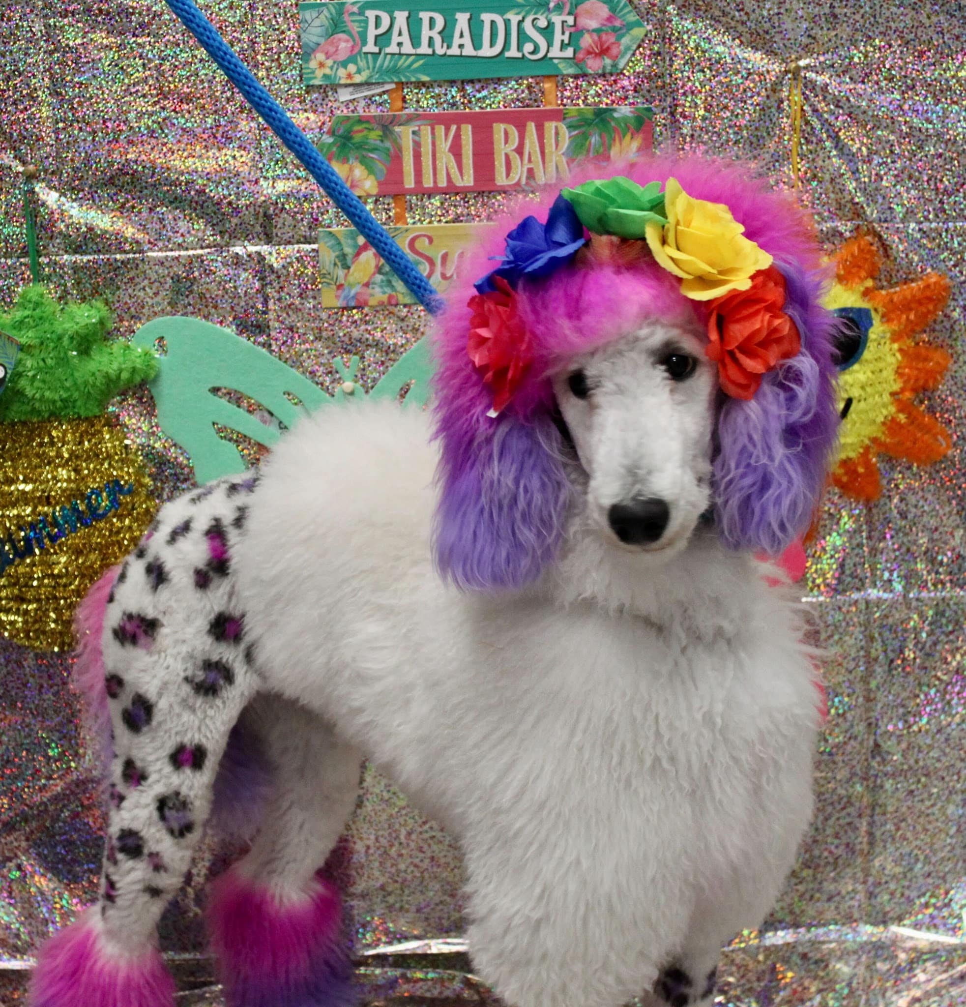 Dogtopia of Mechanicsburg - Mechanicsburg, PA