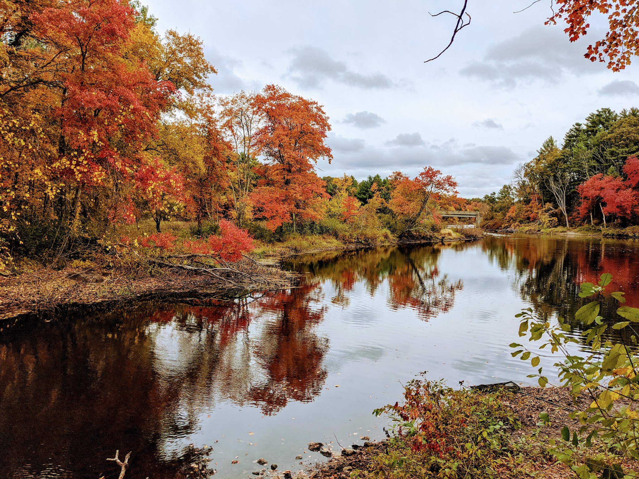 Medfield Rhododendron Reservation - Medfield, MA