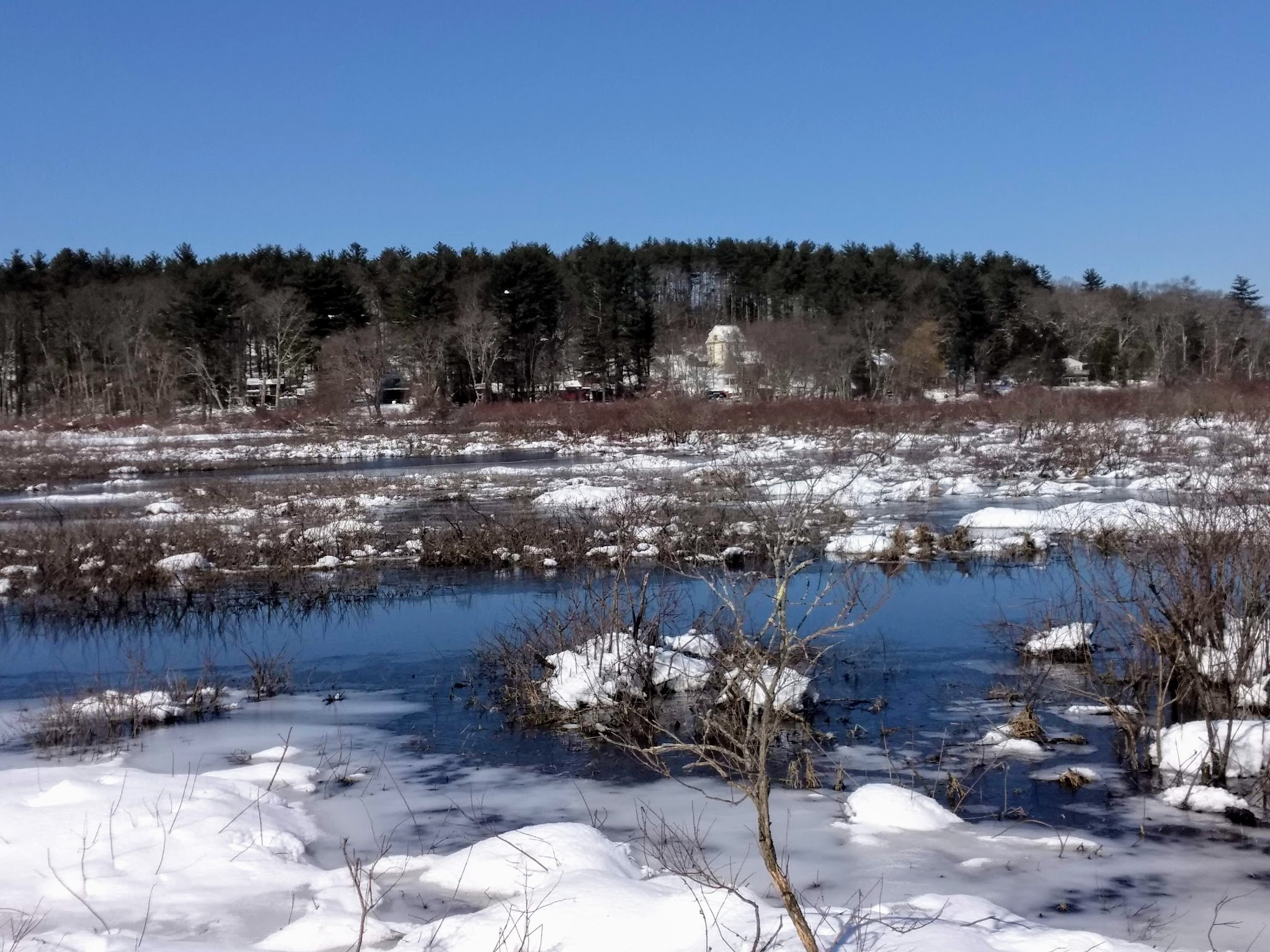 Medfield Rhododendron Reservation - Medfield, MA