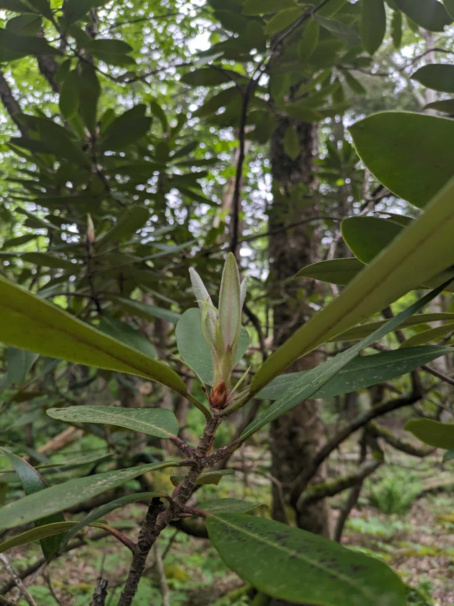 Medfield Rhododendron Reservation - Medfield, MA