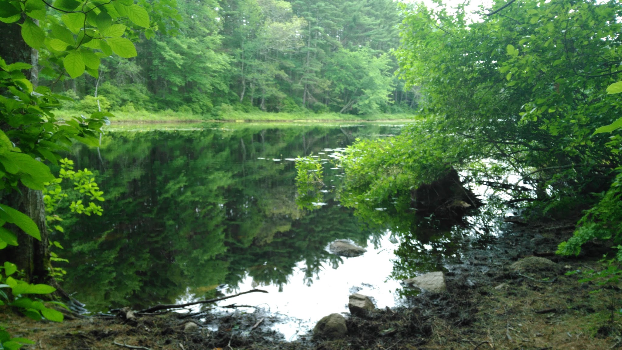 Medfield Rhododendron Reservation - Medfield, MA