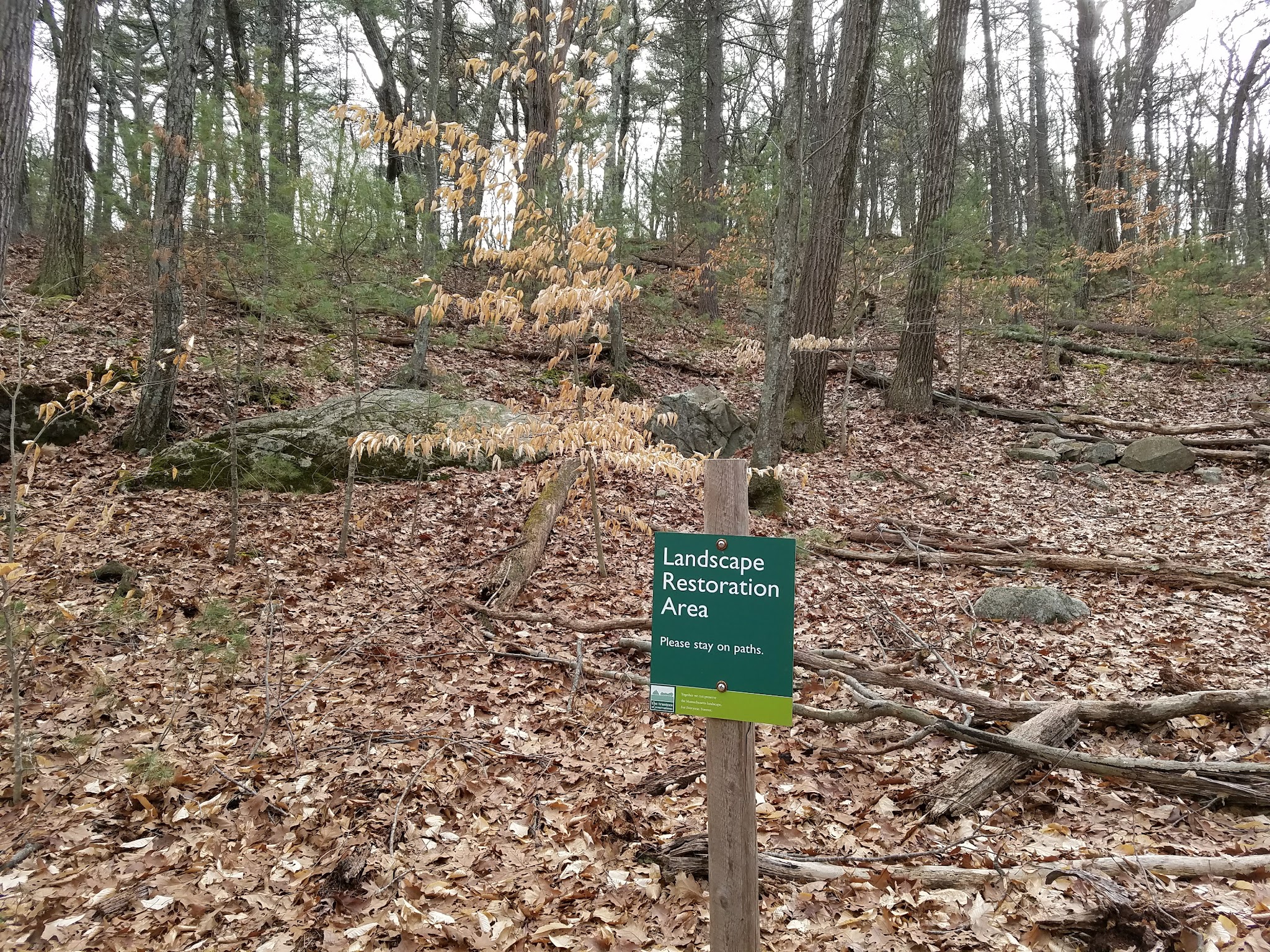 Medfield Rhododendron Reservation - Medfield, MA