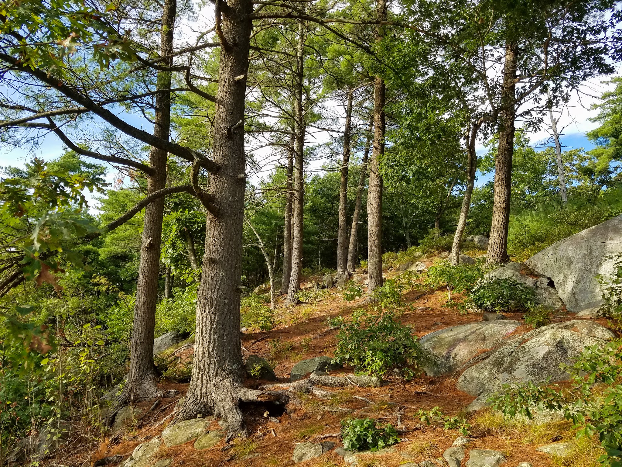 Rocky Woods - Medfield, MA
