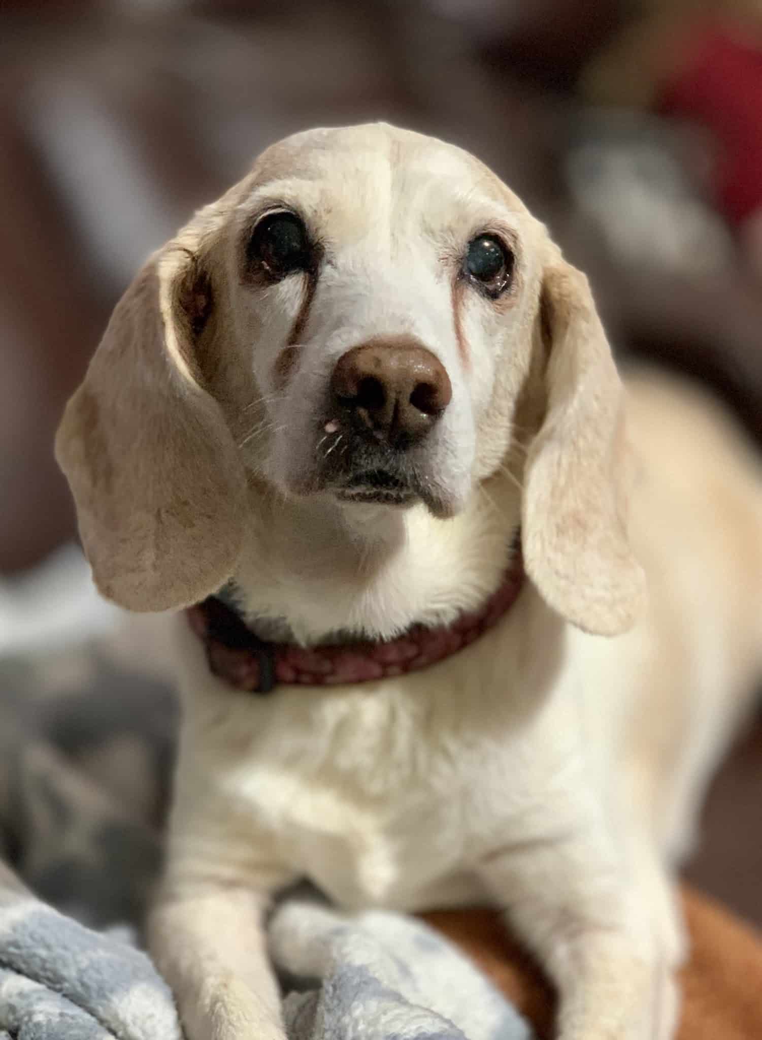 Roland Senior Dog Sanctuary - Melrose, FL