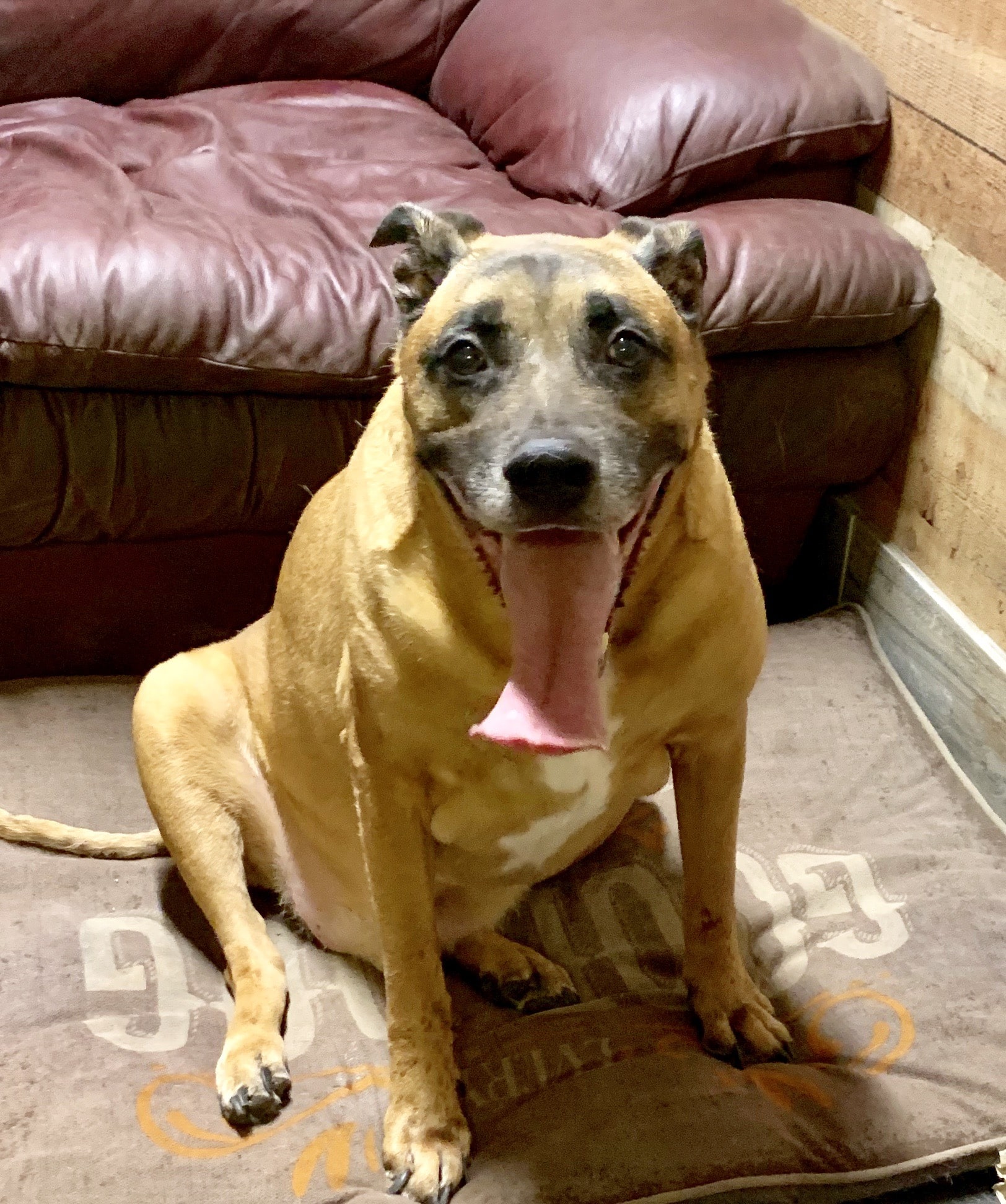 Roland Senior Dog Sanctuary - Melrose, FL