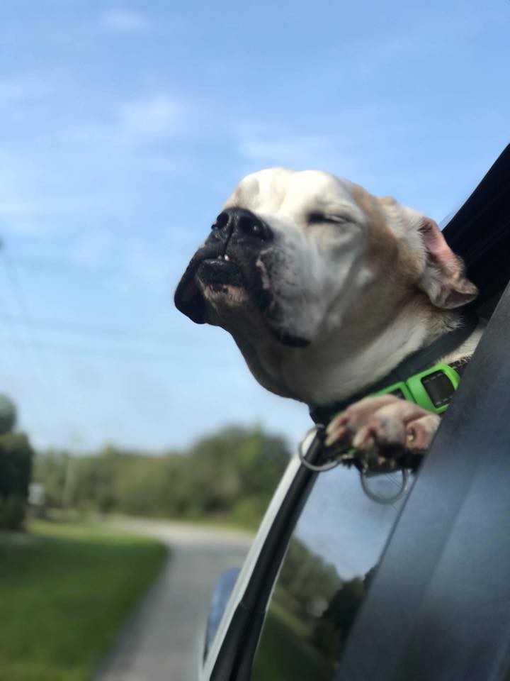 Roland Senior Dog Sanctuary - Melrose, FL