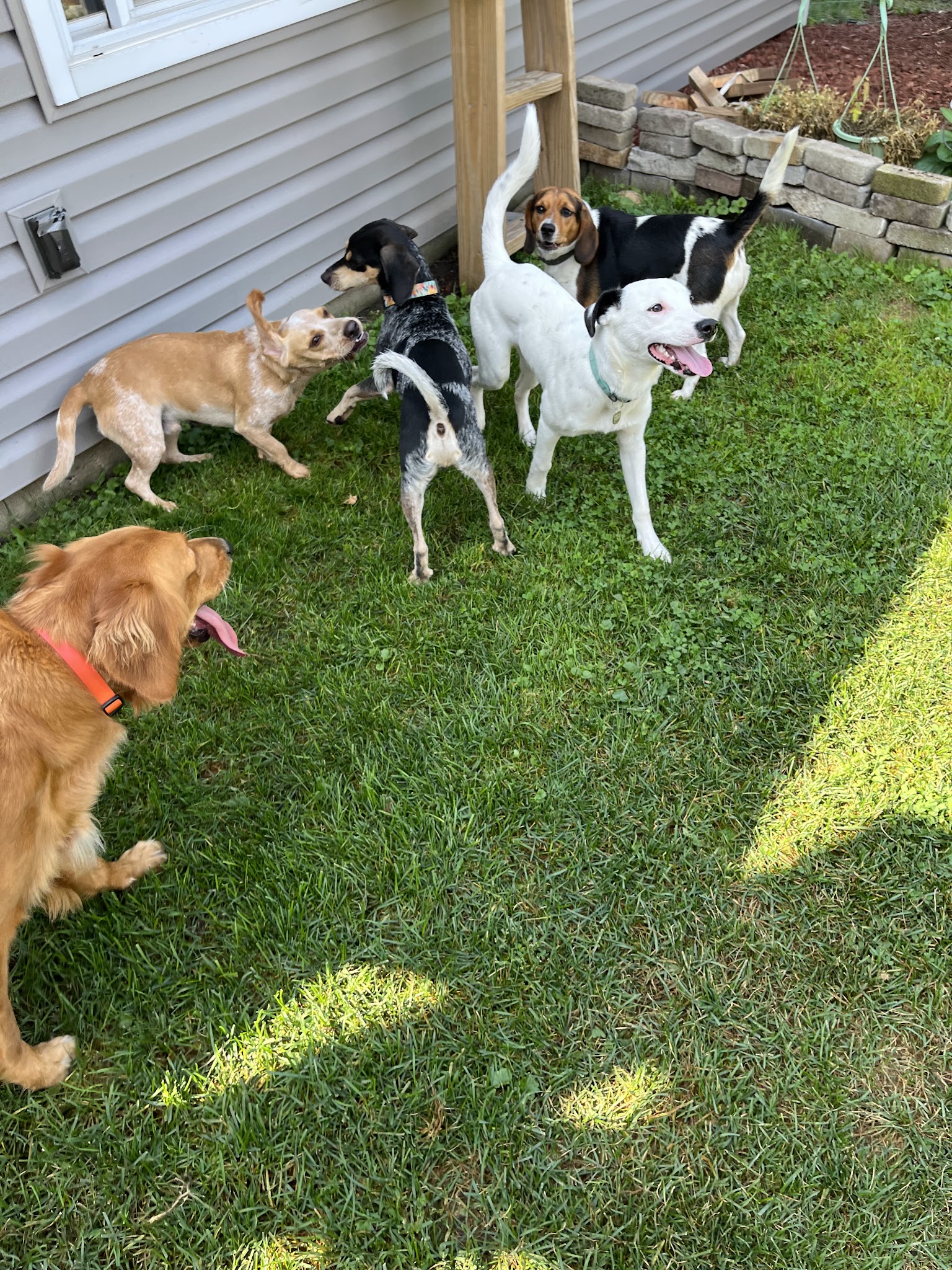 Fido's Playground - Melrose Park, IL