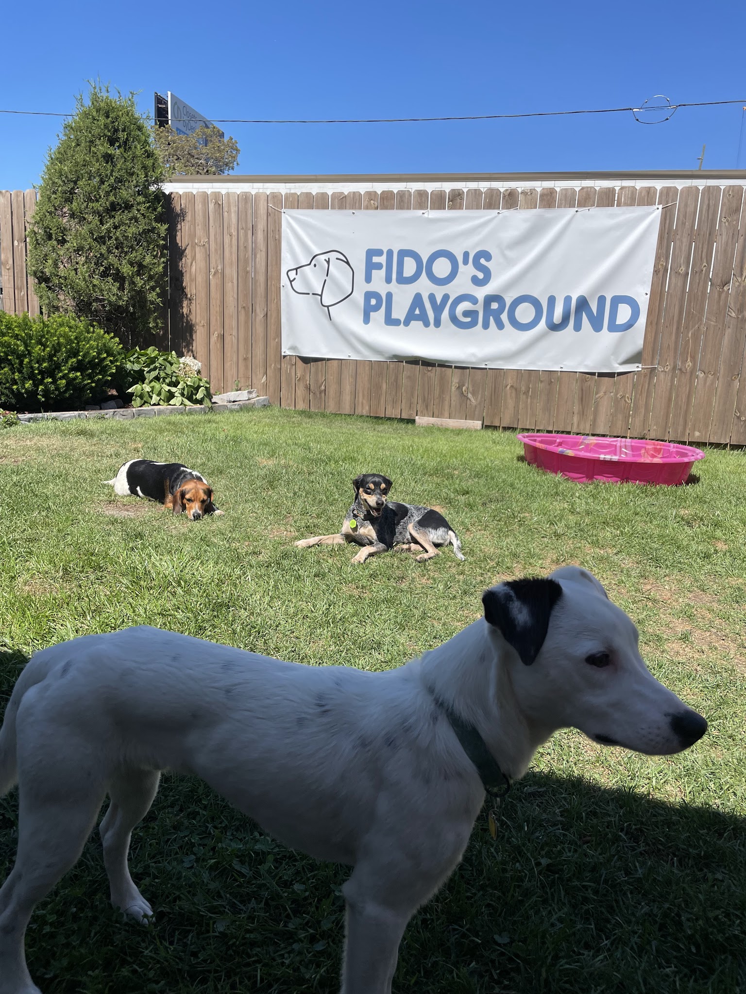 Fido's Playground - Melrose Park, IL