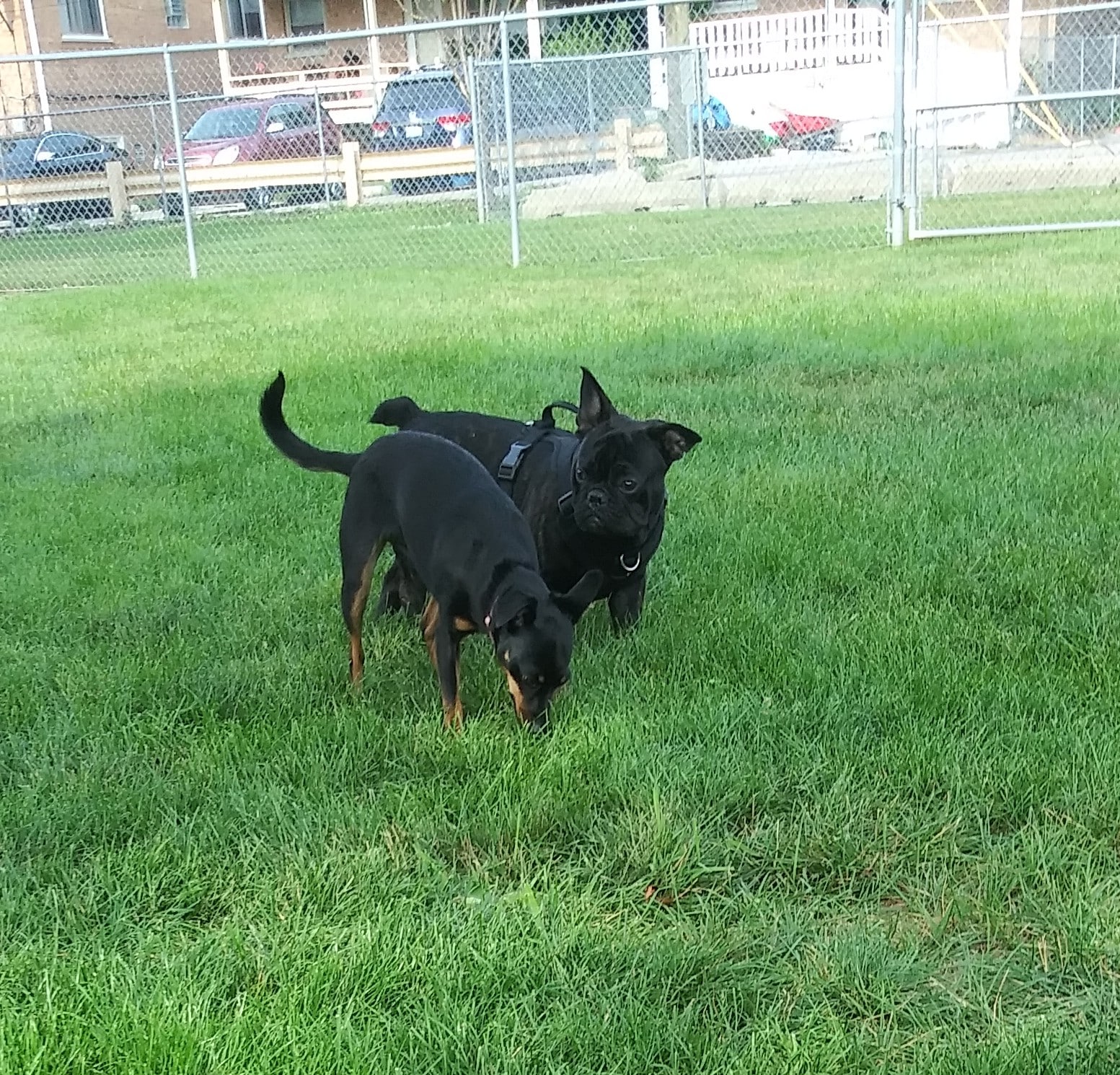 Melrose Park Dog Park - Melrose Park, IL