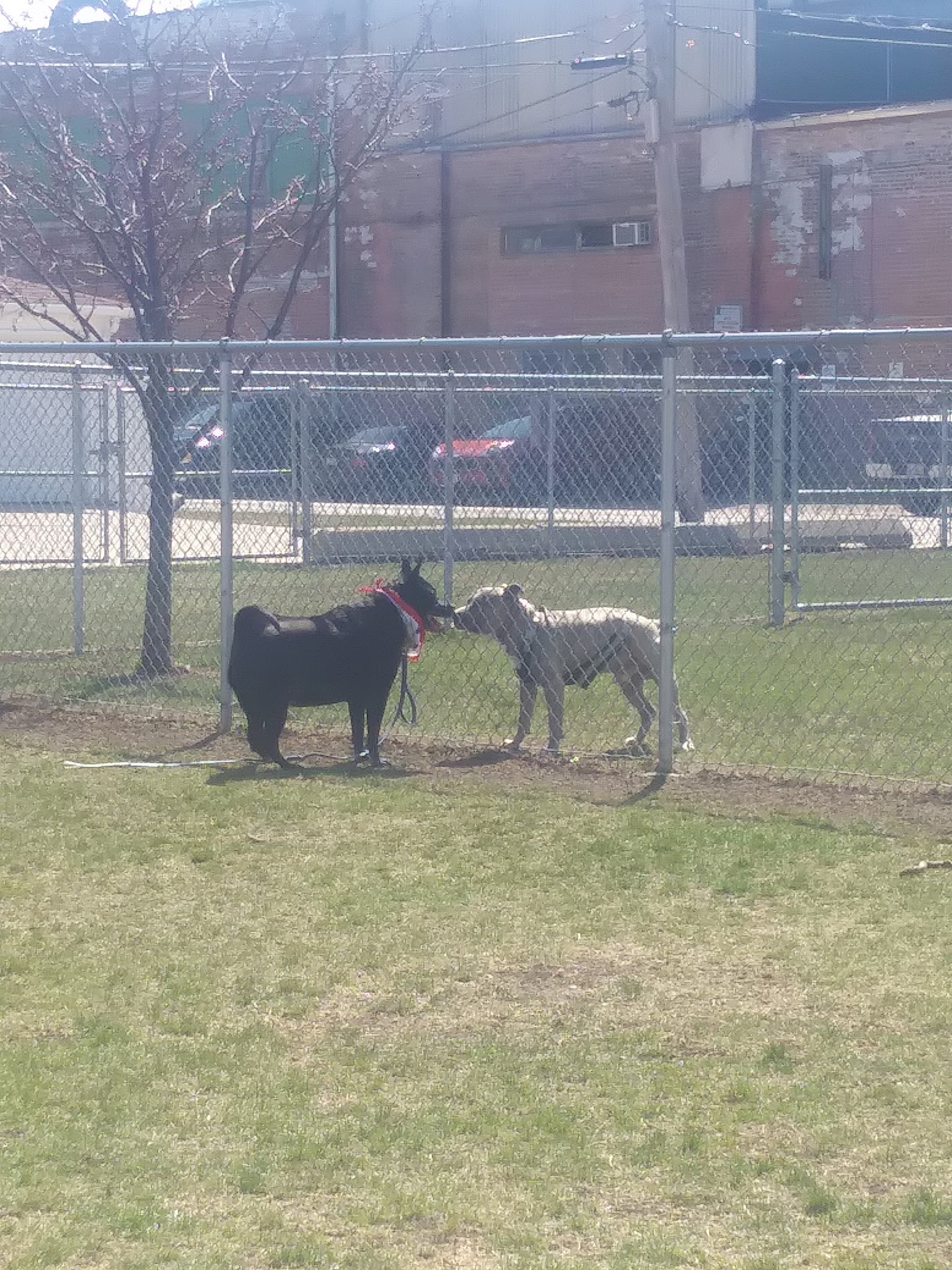 Melrose Park Dog Park - Melrose Park, IL