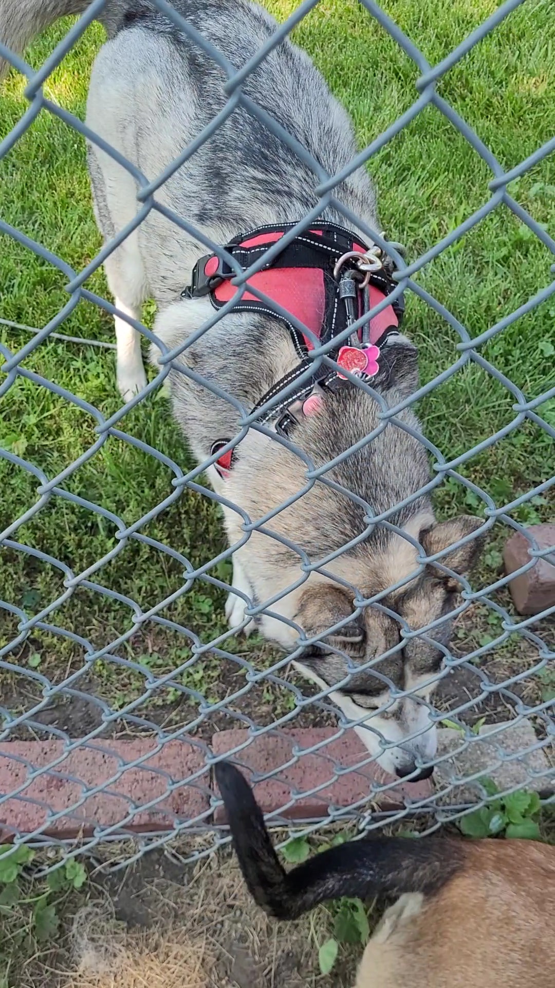 Melrose Park Dog Park - Melrose Park, IL