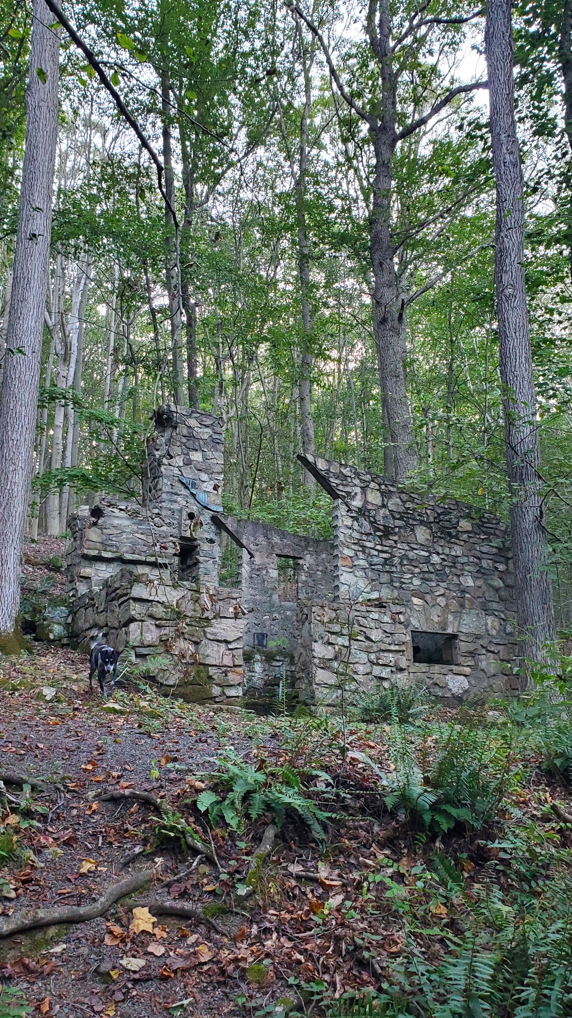 Dismal Harmony parking & trail head - Mendham Township, NJ