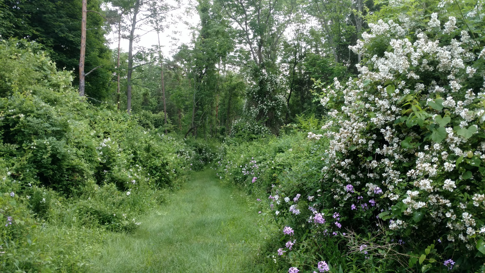 Wysong Park & Ralston Playground - Mendham Township, NJ