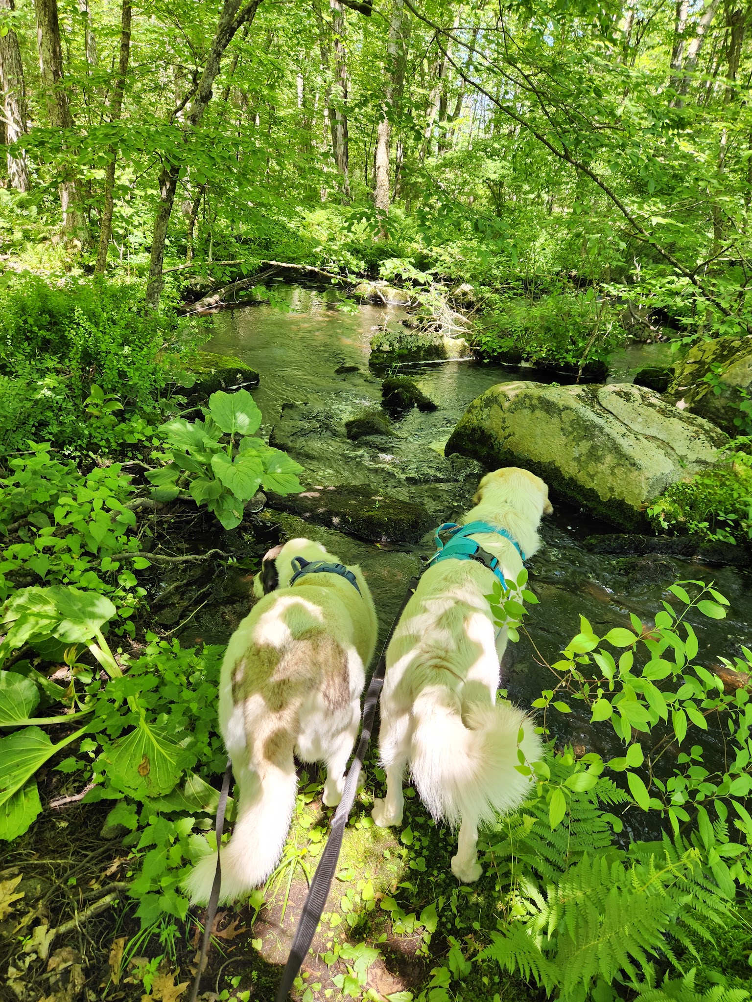 Park St Trailhead - Meadow Brook Woods - Mendon, MA