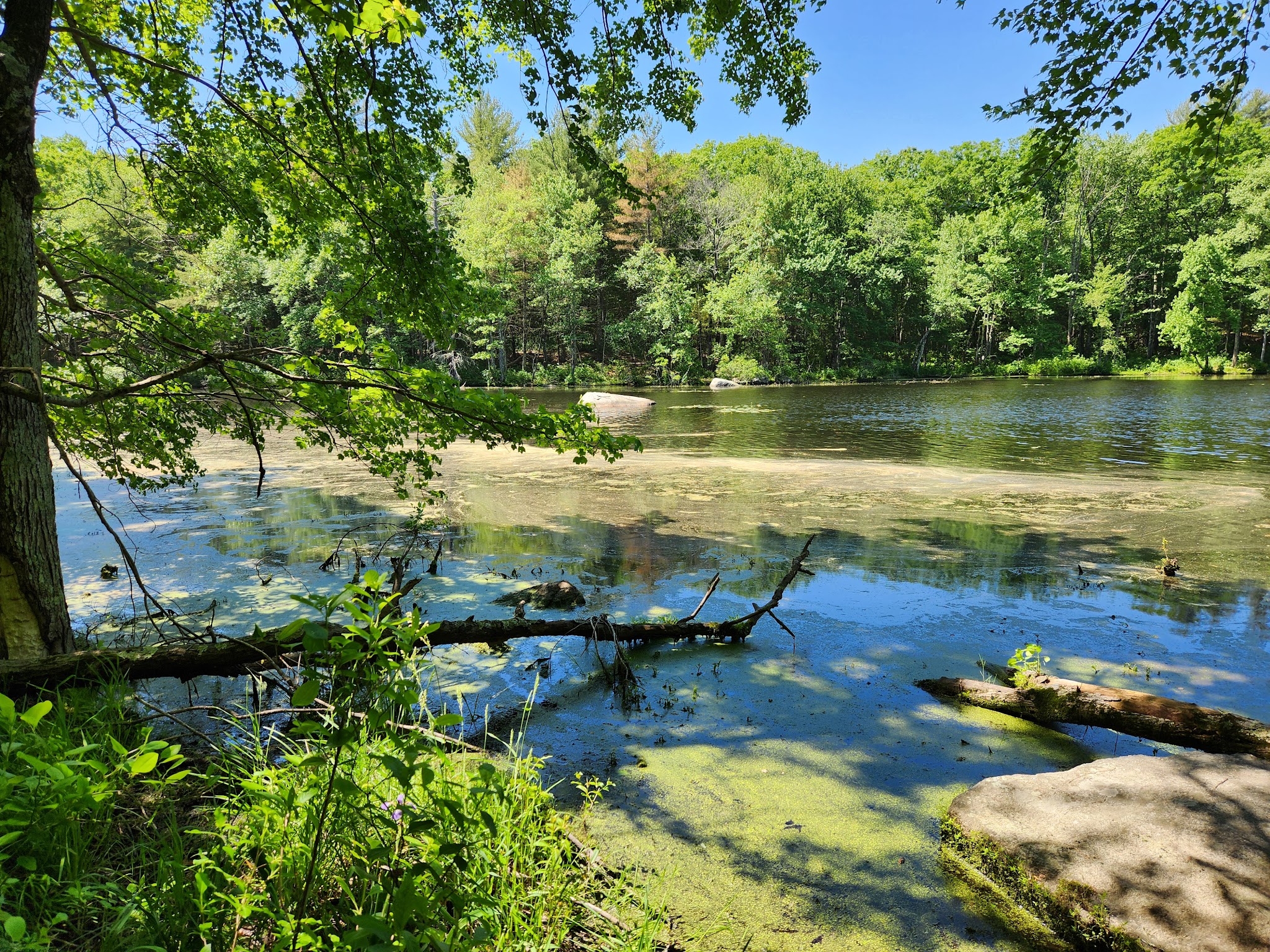 Park St Trailhead - Meadow Brook Woods - Mendon, MA
