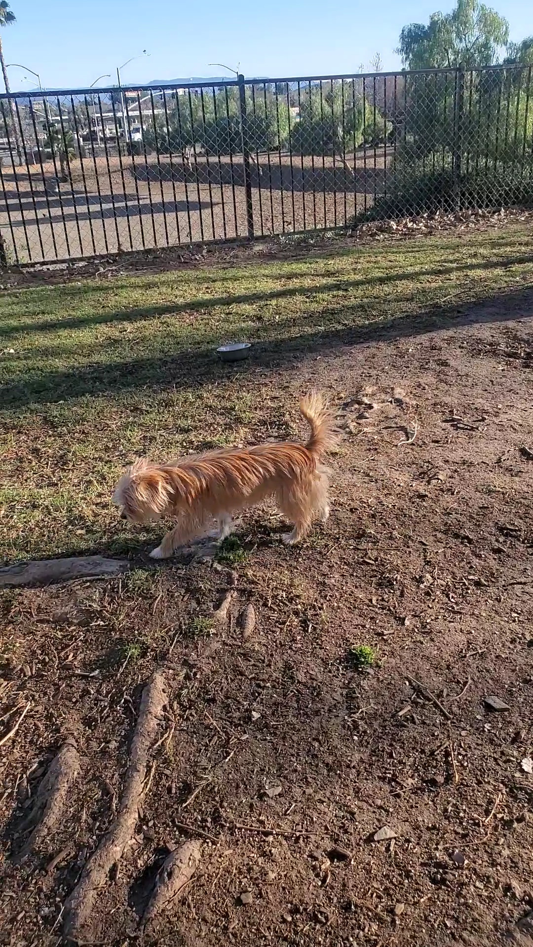 Aldergate Dog Park, Valley-Wide Recreation and Park District - Menifee, CA