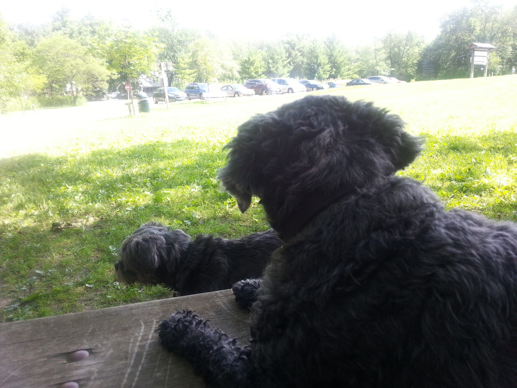 Mequon dog park - Mequon, WI