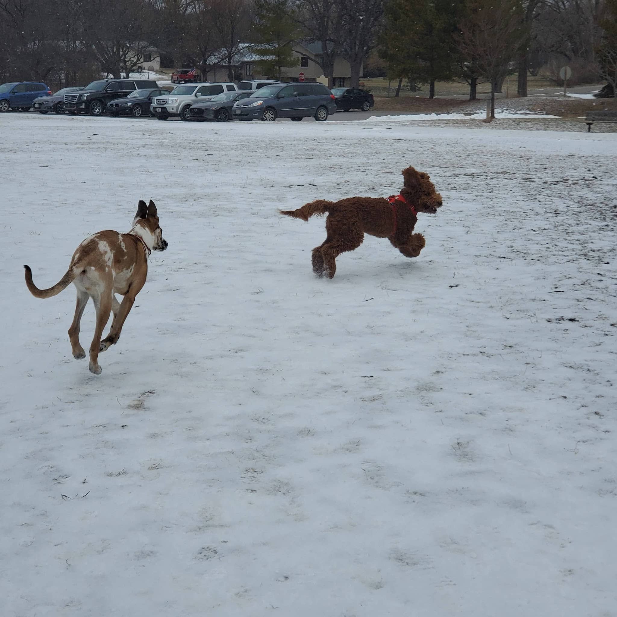 Mequon dog park - Mequon, WI