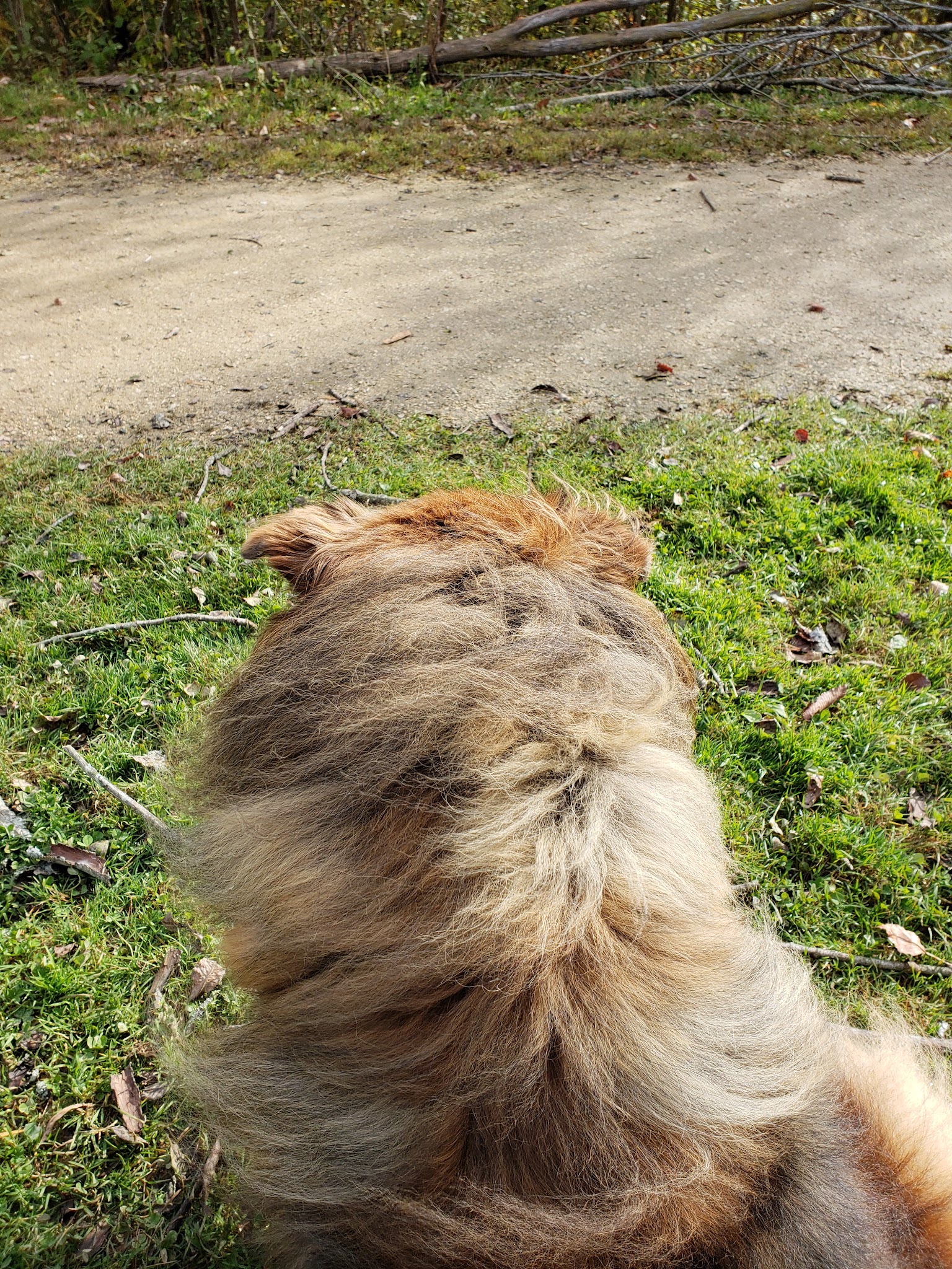 Mequon dog park - Mequon, WI
