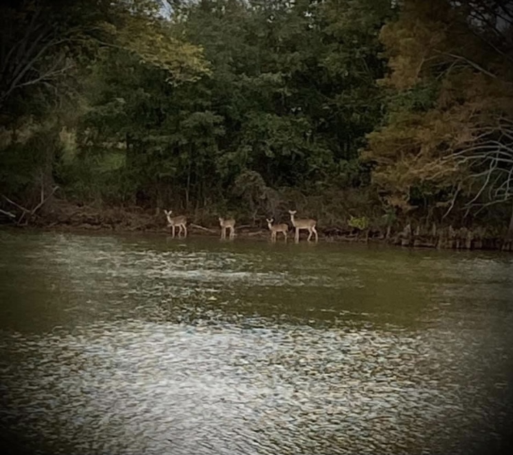 Bayou Bonne Idee RV PARK and one cabin - Mer Rouge, LA