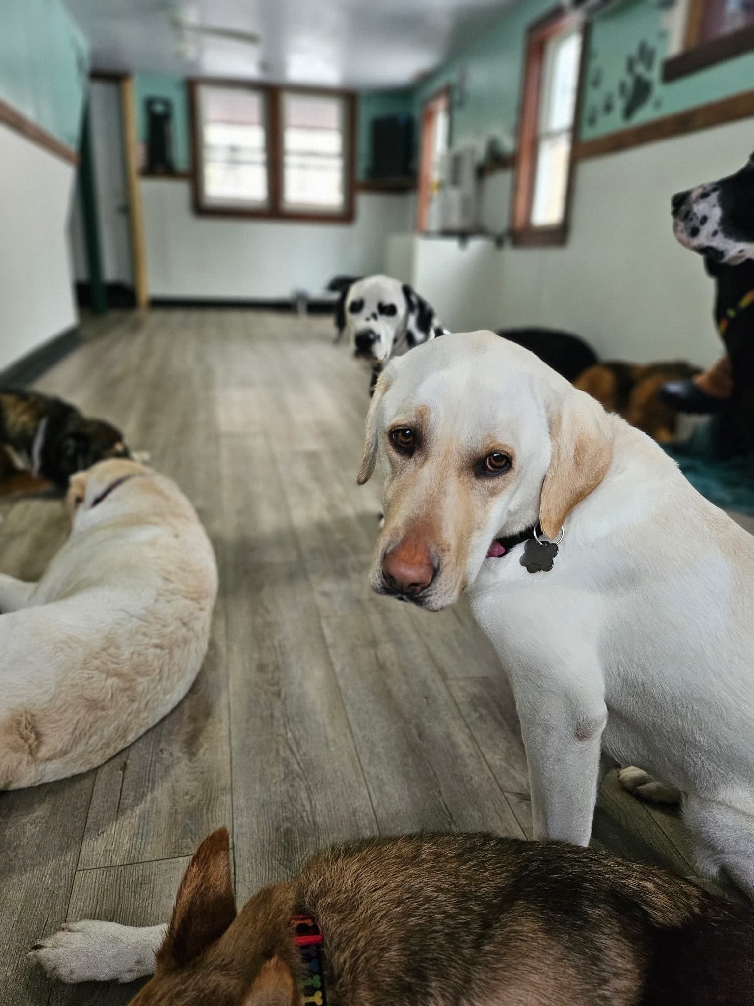 The Four Paws Inn - Meredith, NH