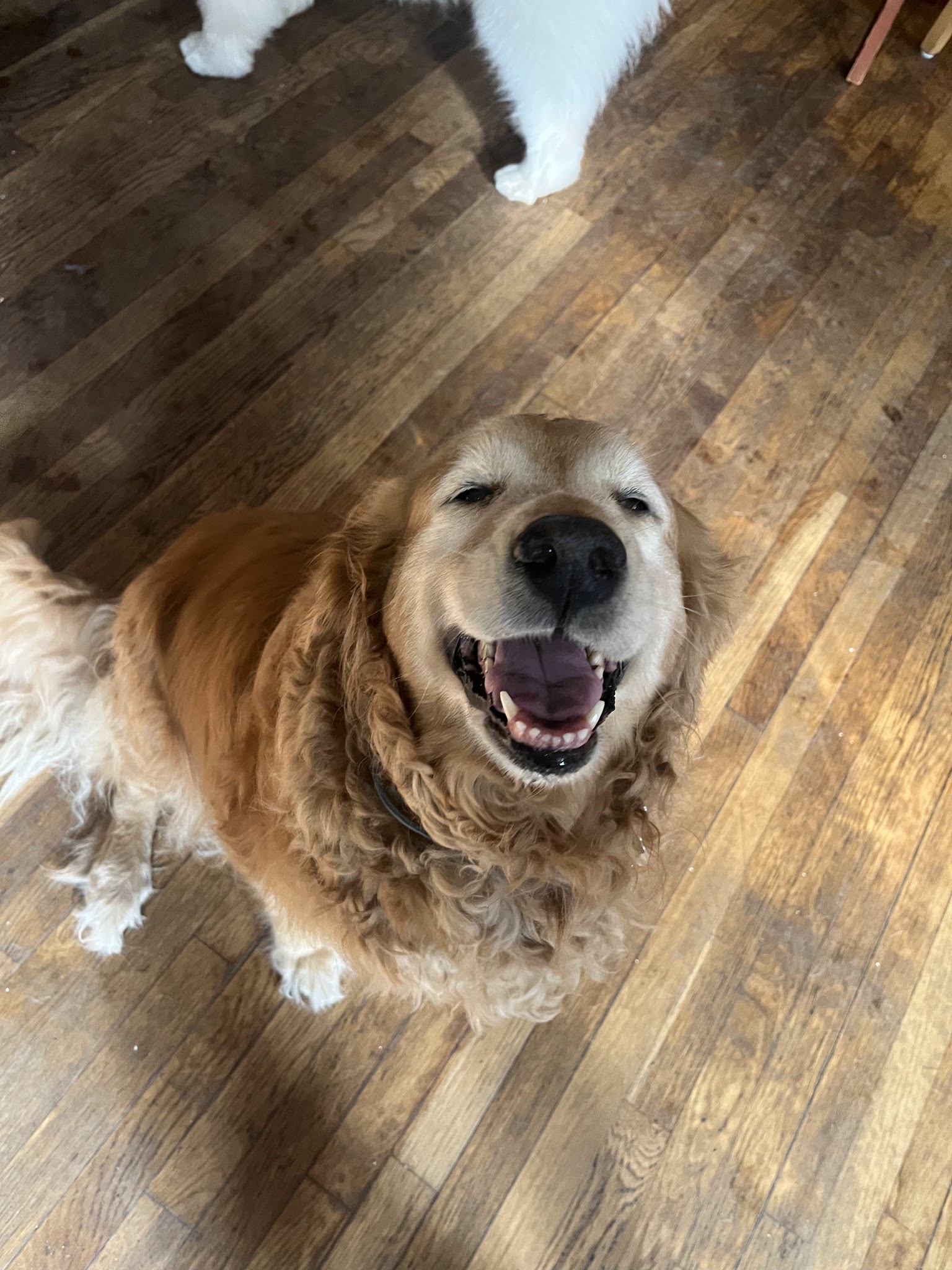 The Four Paws Inn - Meredith, NH