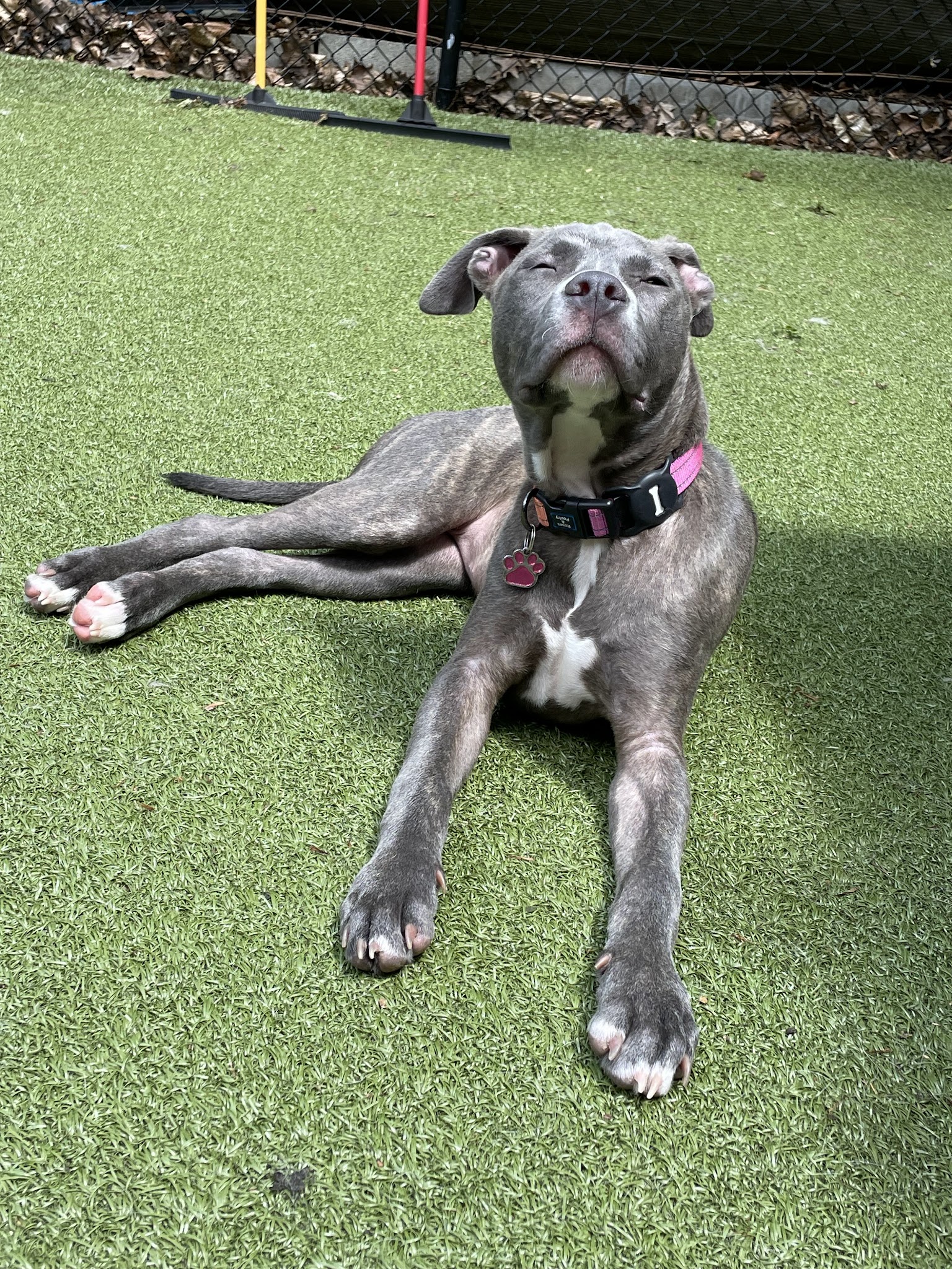 The Four Paws Inn - Meredith, NH