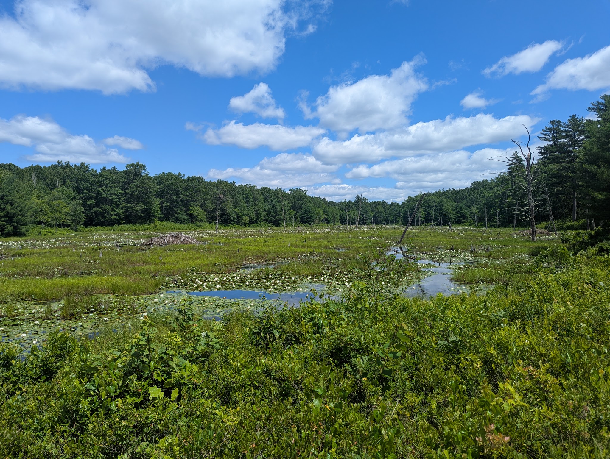 Horse Hill Nature Preserve - Merrimack, NH