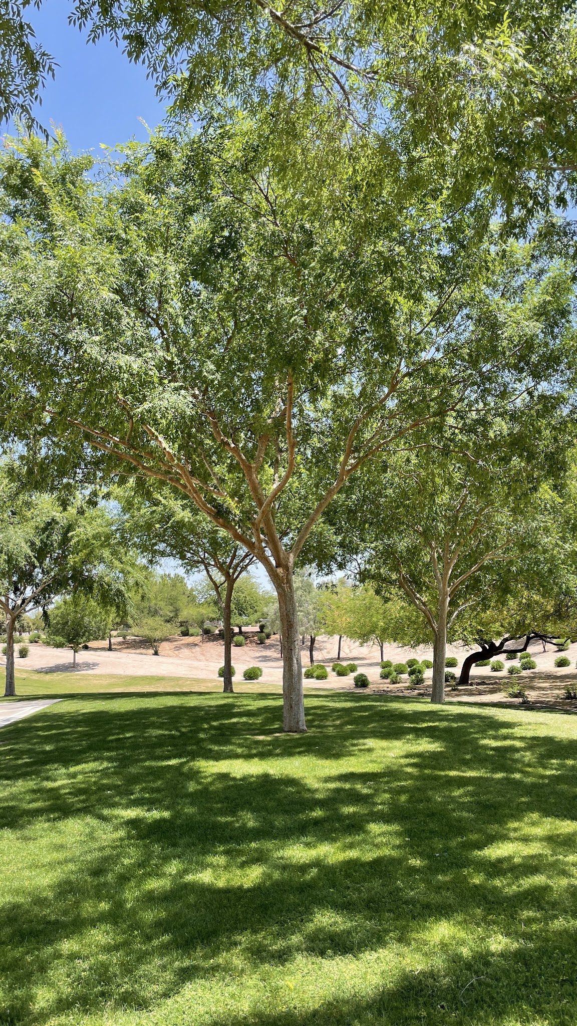 Adobe Hills HOA Park - Mesa, AZ