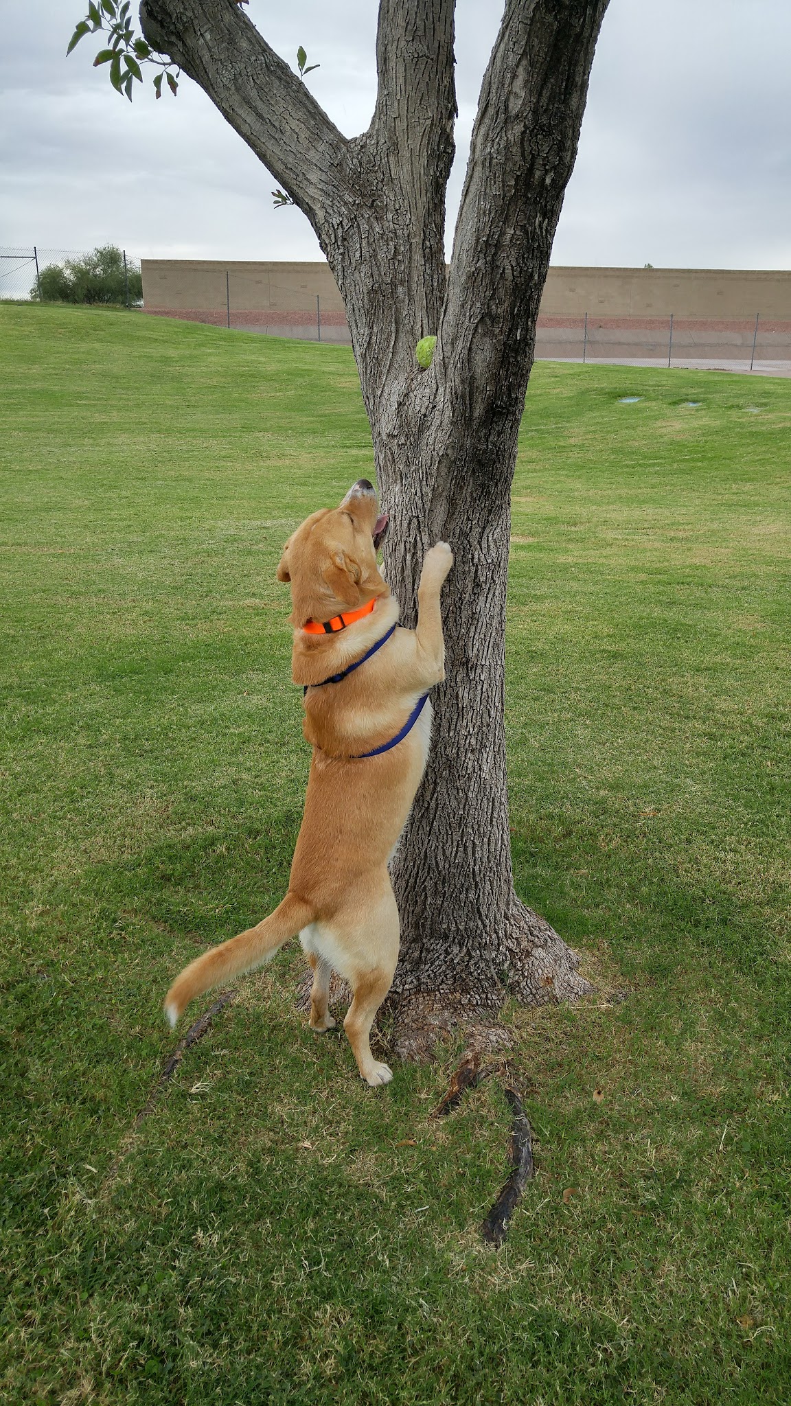 Sherwood Park - Mesa, AZ