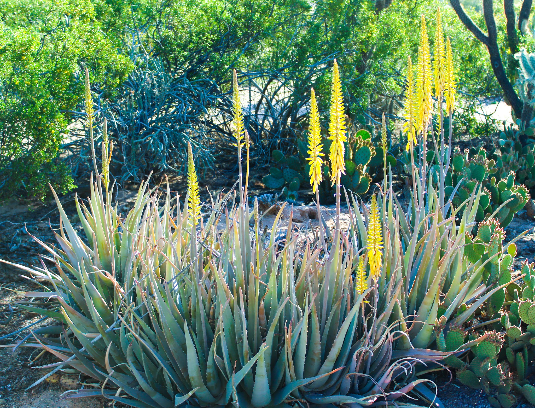 Velda Rose Nature Trail - Mesa, AZ