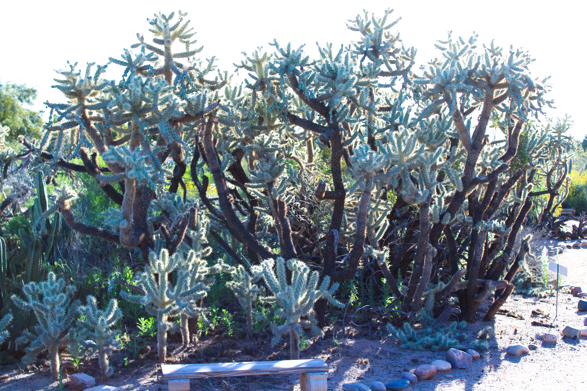 Velda Rose Nature Trail - Mesa, AZ