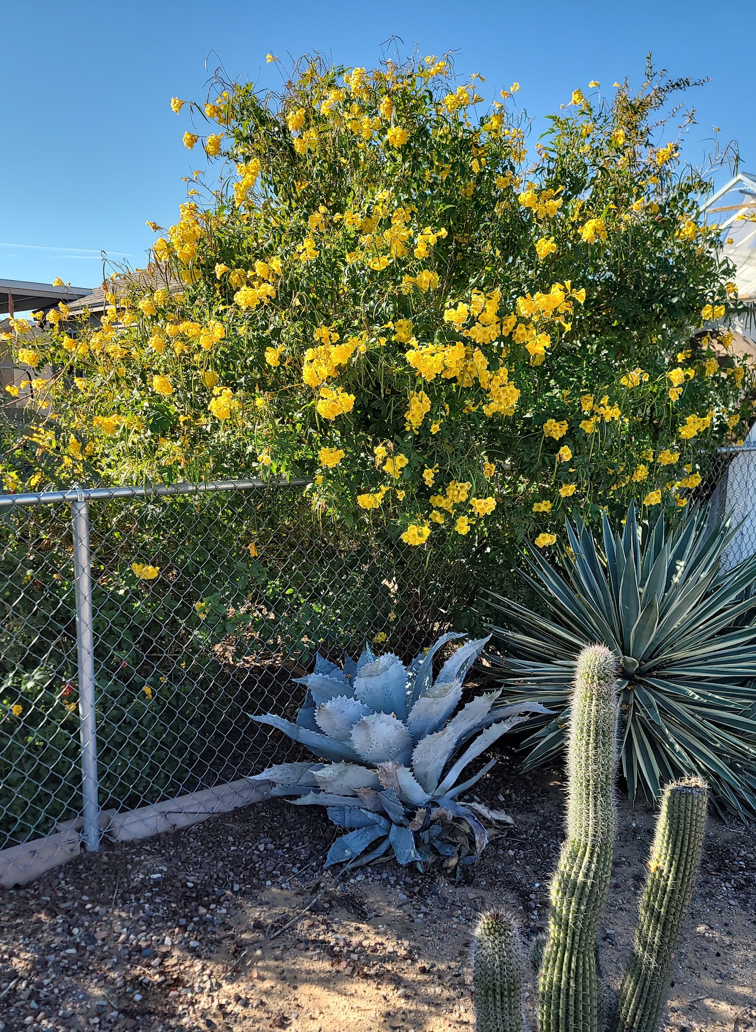 Velda Rose Nature Trail - Mesa, AZ