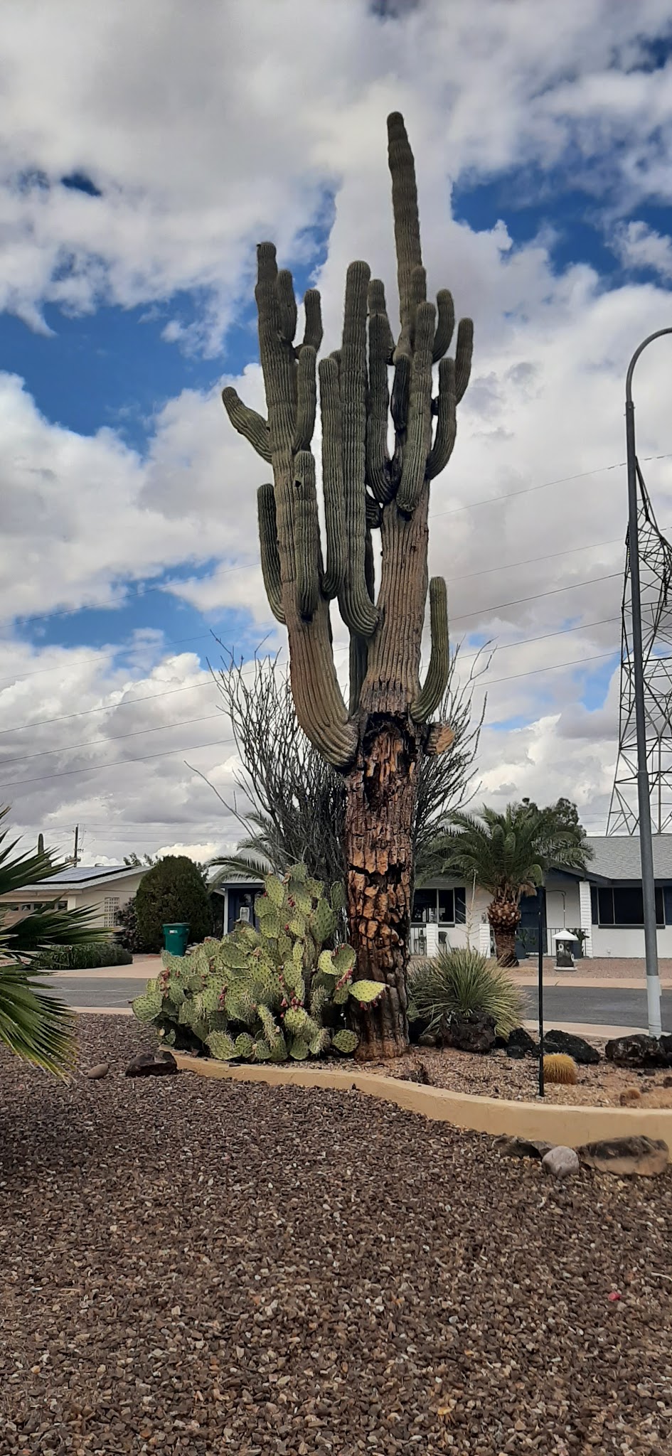 Velda Rose Nature Trail - Mesa, AZ