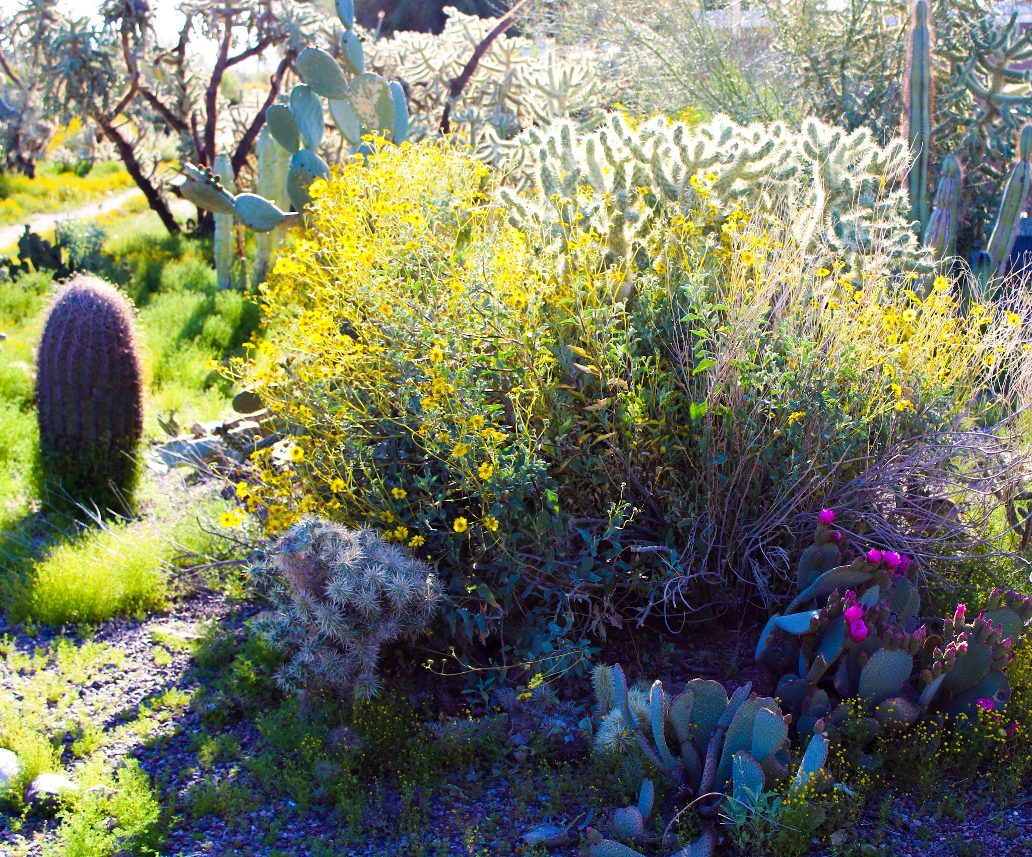 Velda Rose Nature Trail - Mesa, AZ