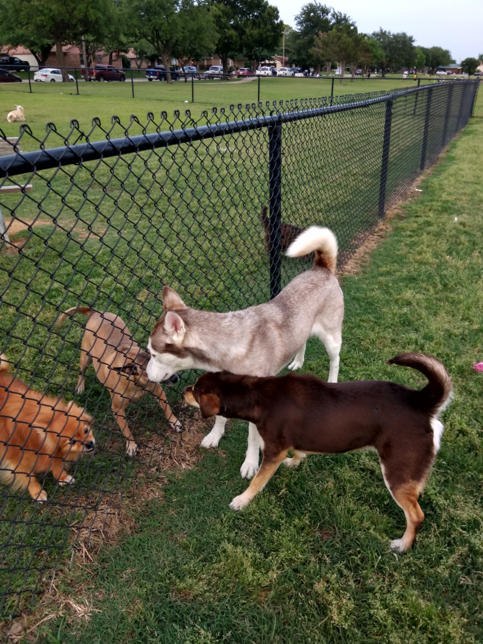 City of Mesquite Dog Park - Mesquite, TX