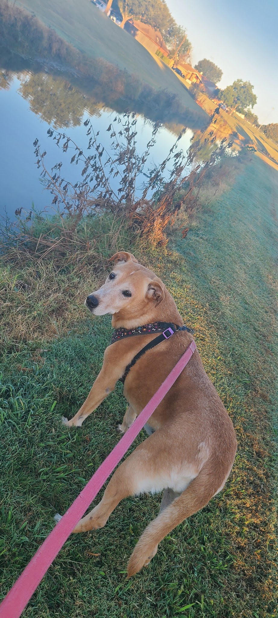 City of Mesquite Dog Park - Mesquite, TX