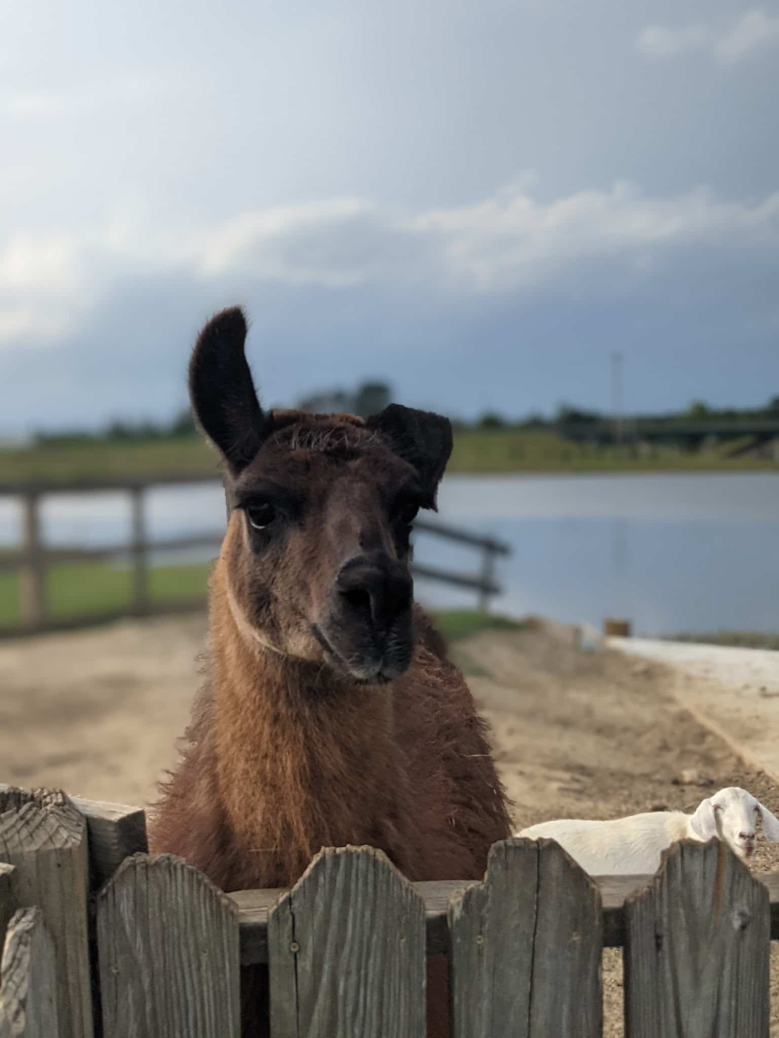 Wild Georgia Safari Park - Metter, GA