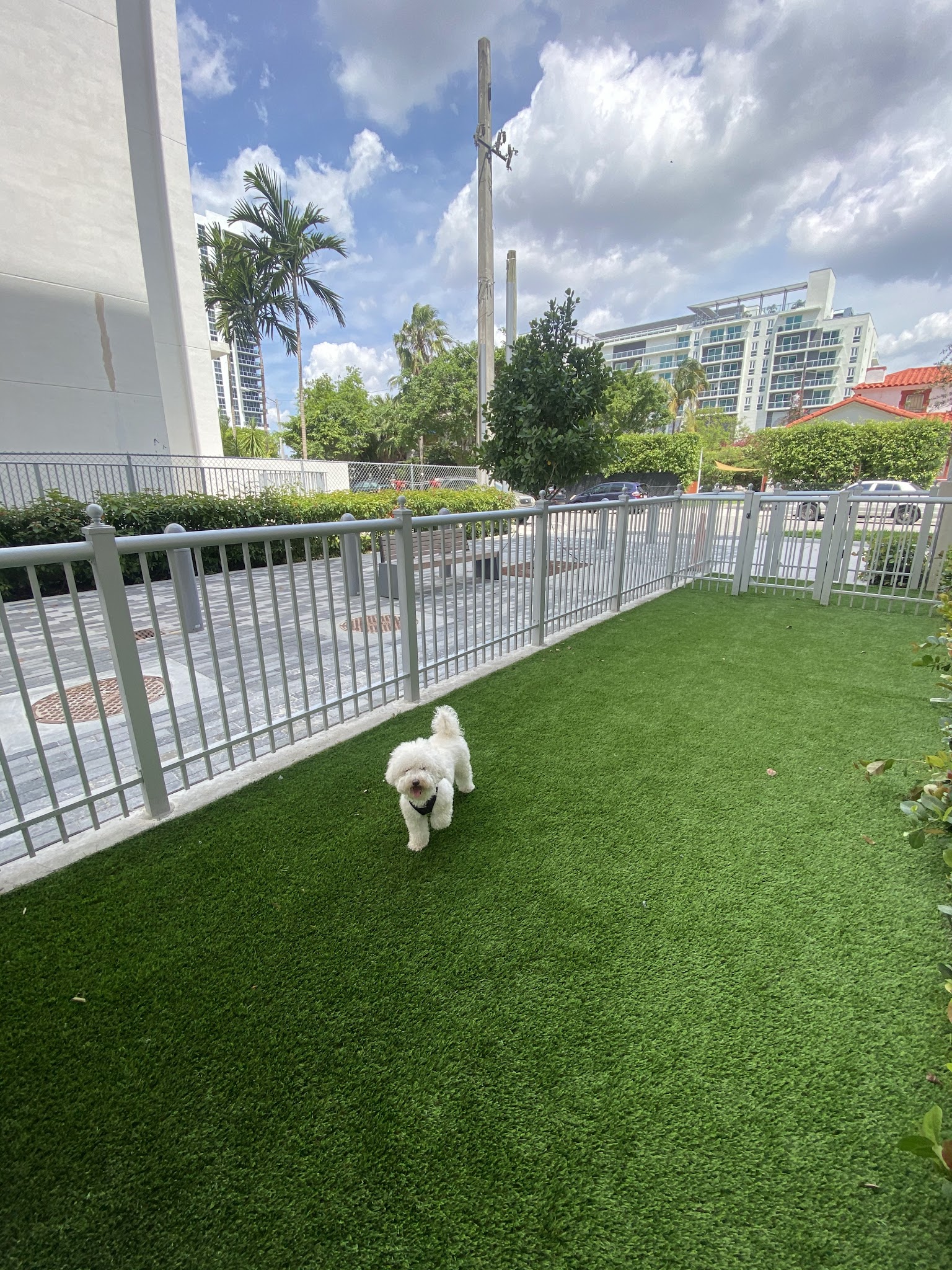 Canvas Dog Park - Miami, FL